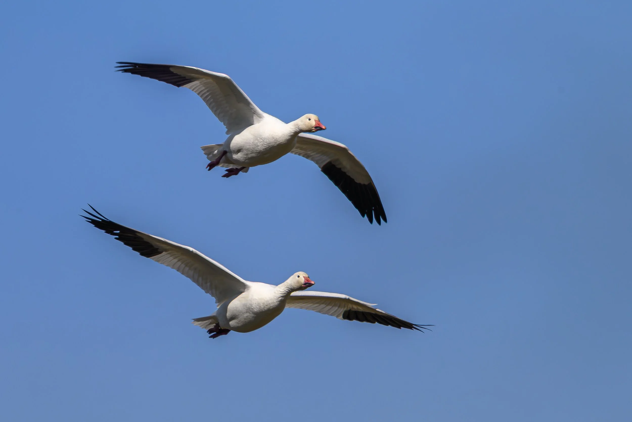 20261010 Skagit Birds 03660.jpg