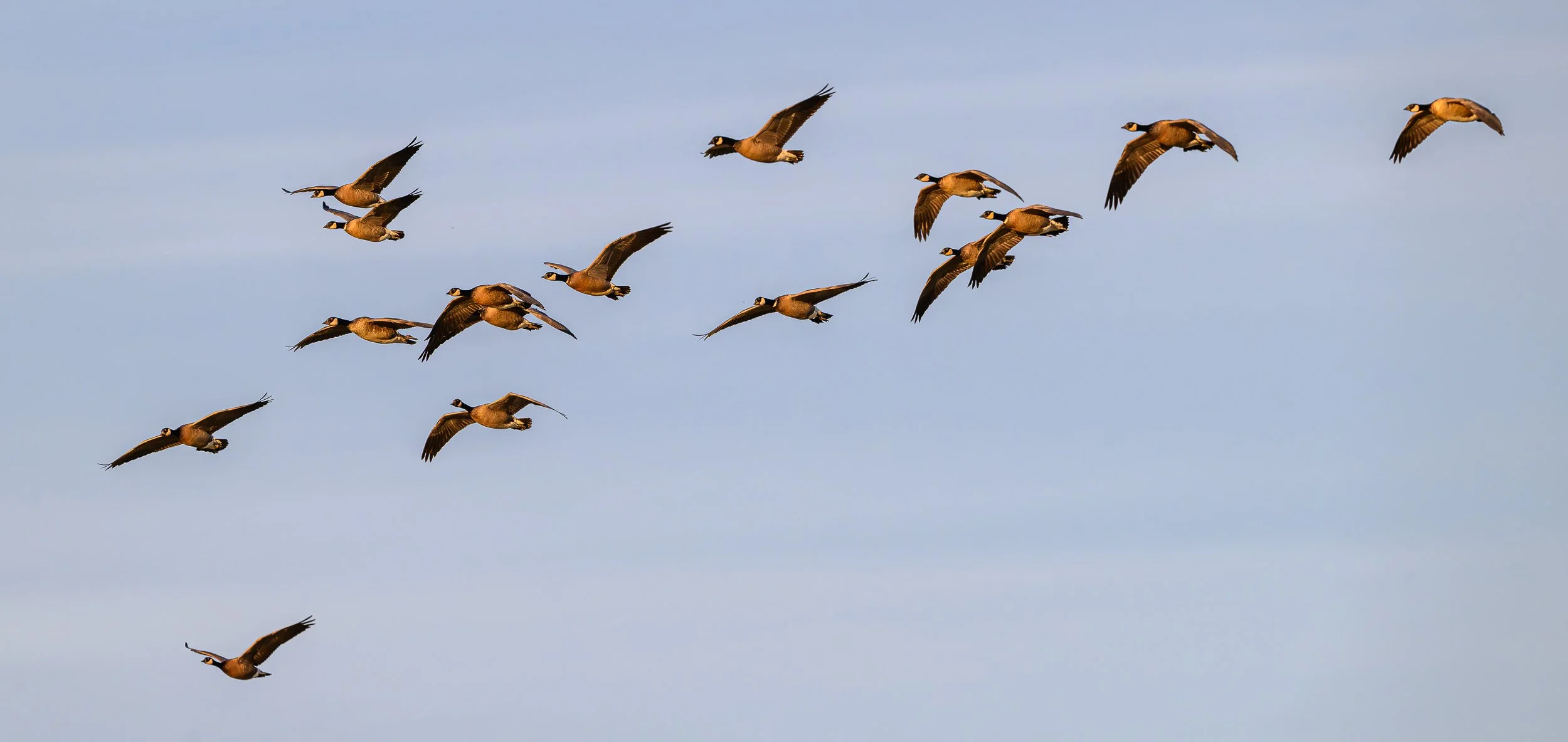 20261015 Skagit Birds 01586.jpg
