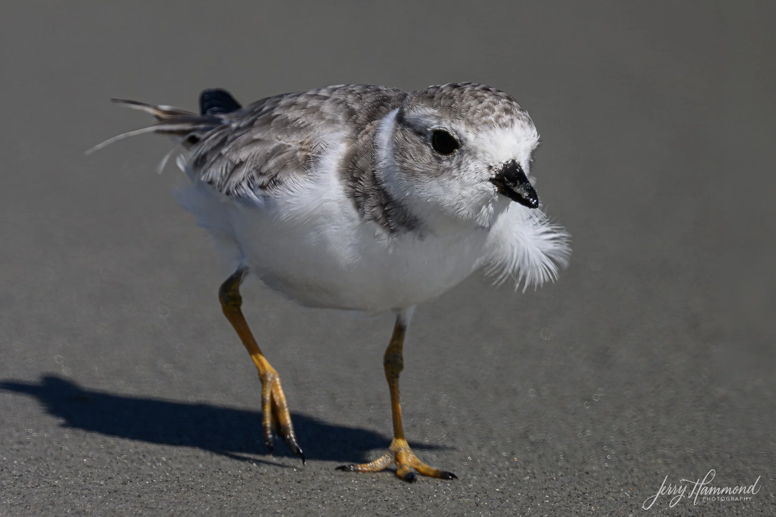 20260925 Folly Beach 03618-1.jpg