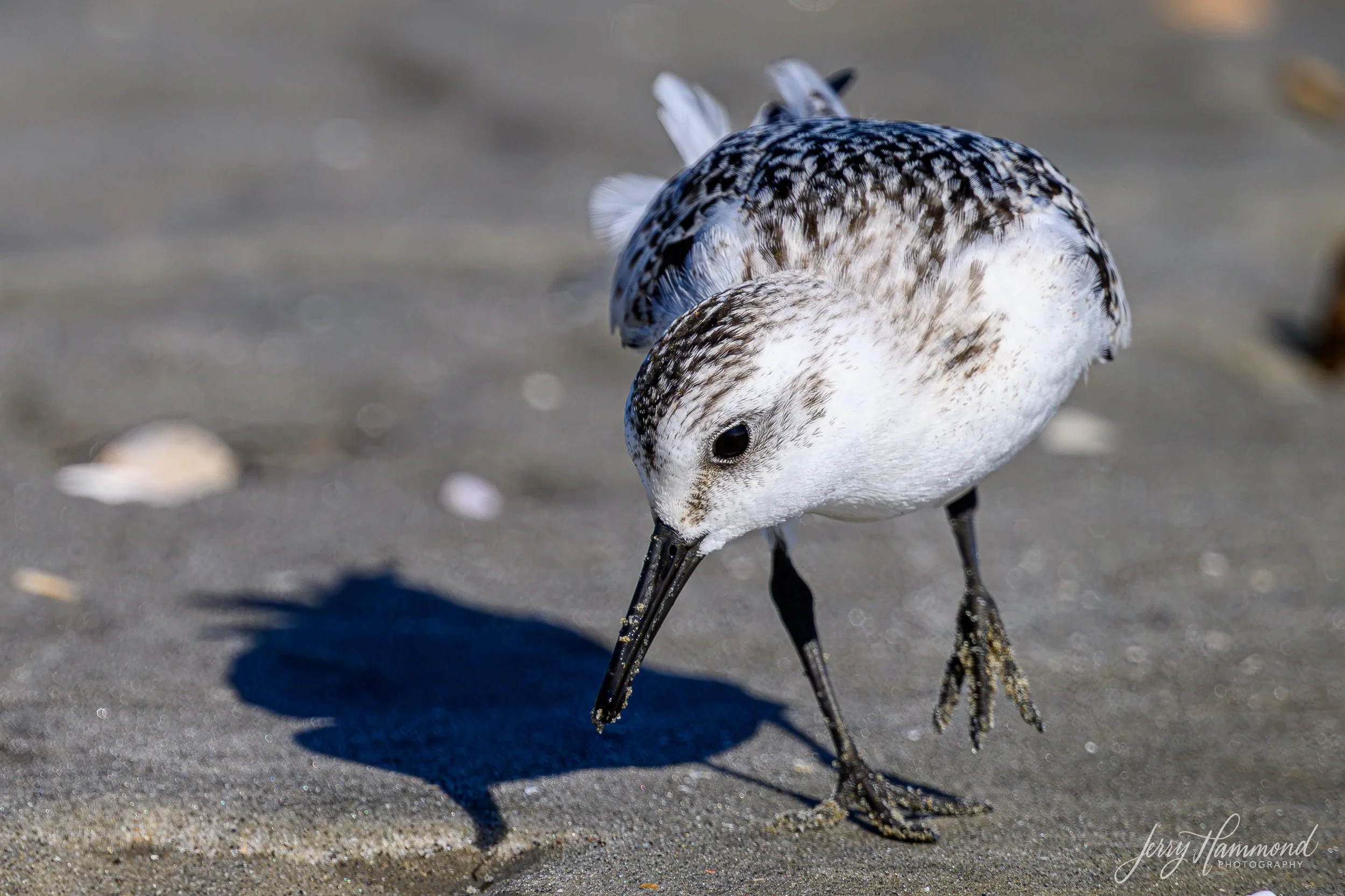 20260925 Folly Beach 01076-1.jpg