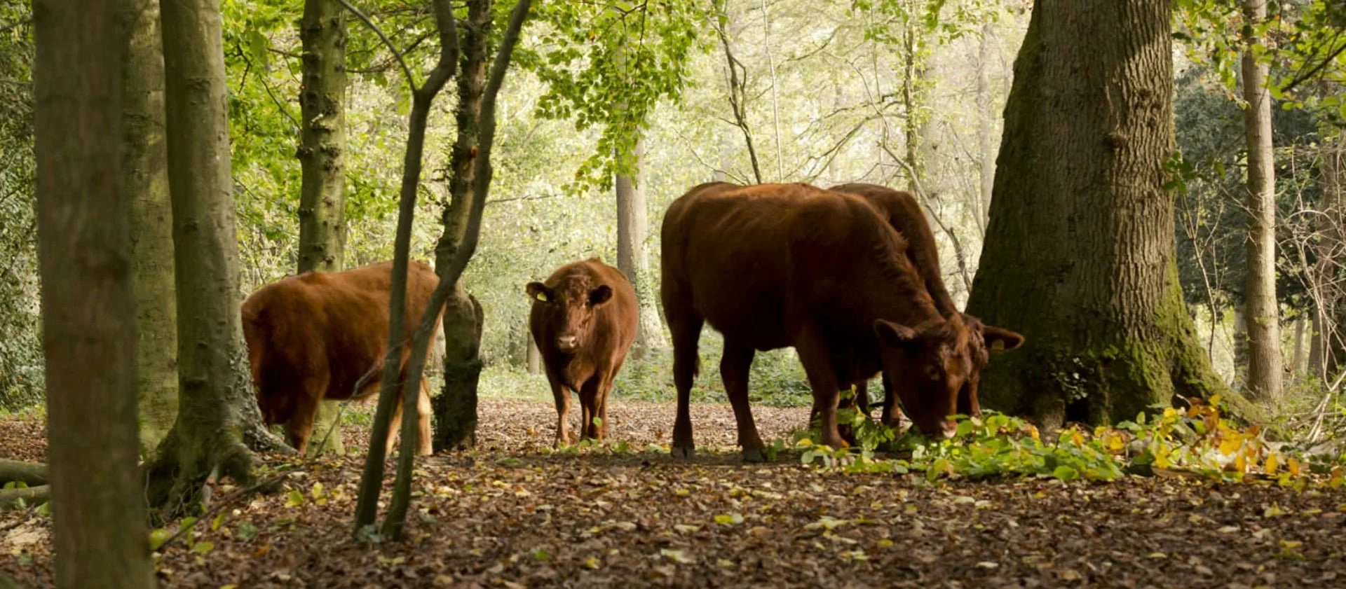 LeighWoodscowsgrazing1400x788.jpeg