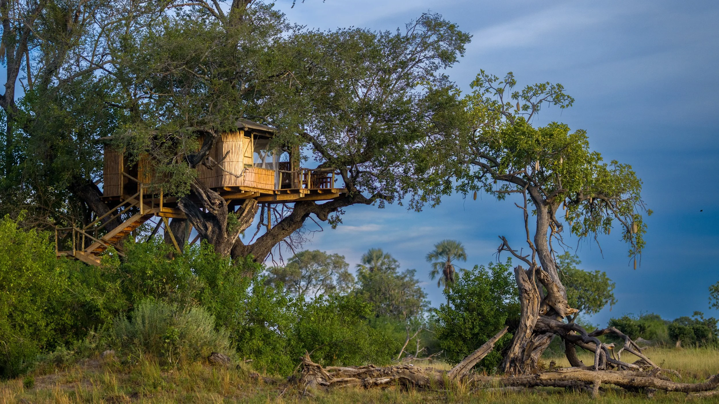 Couples accomadation Tree house at delta camp overlooking okavango delta
