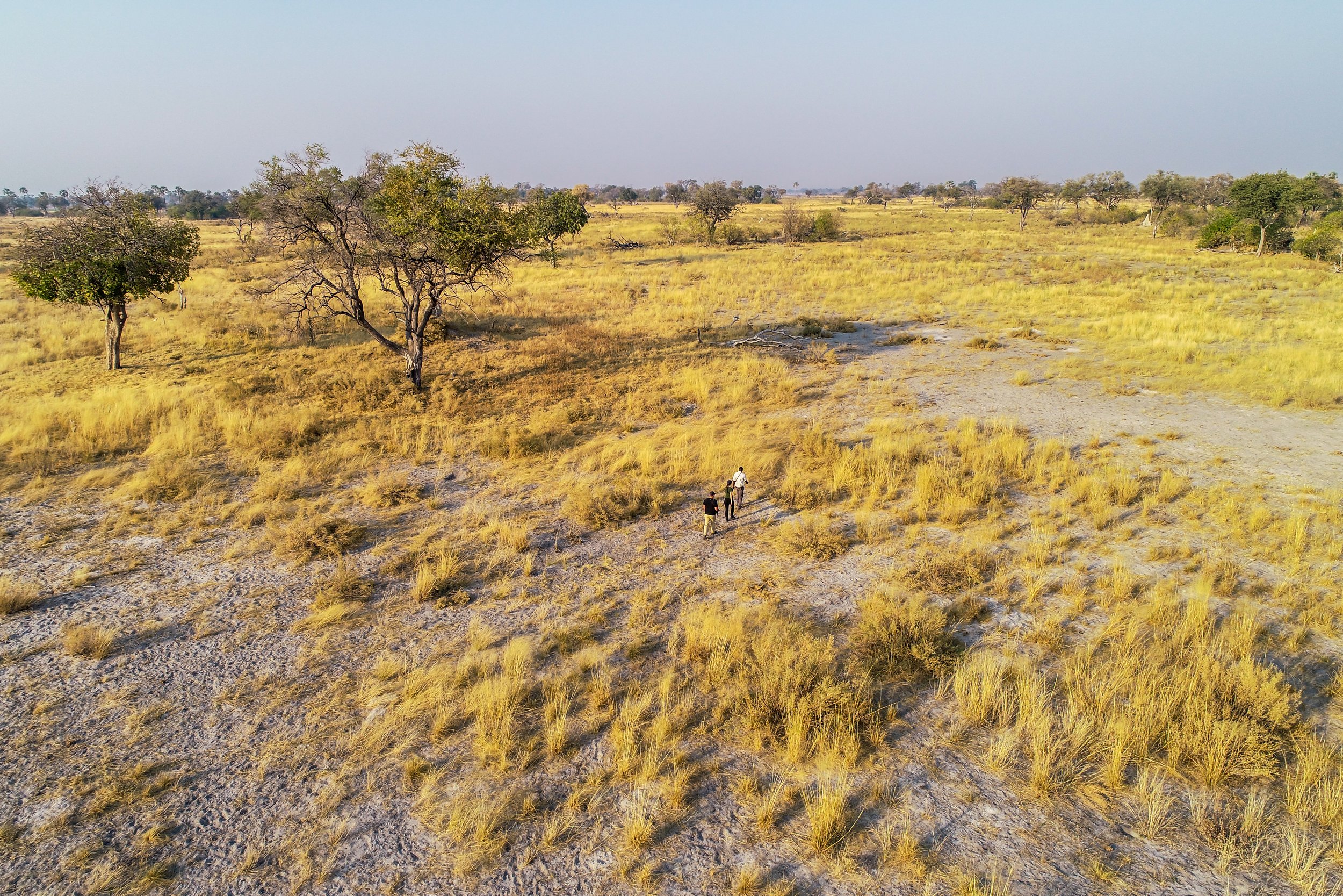 drone view of walking safari at an angle