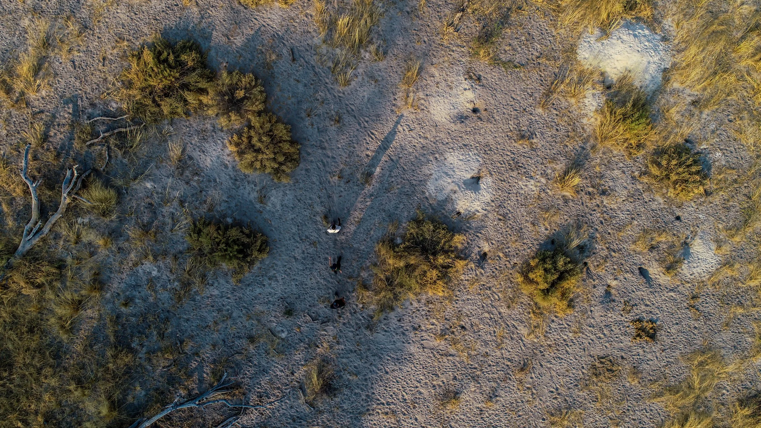 drone view of walking safari