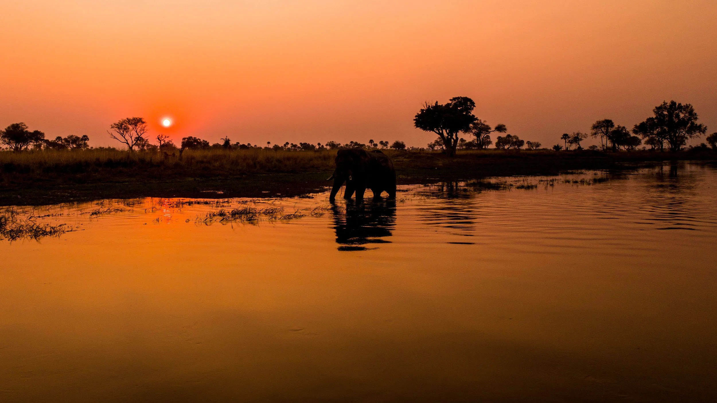 elephant in sunset