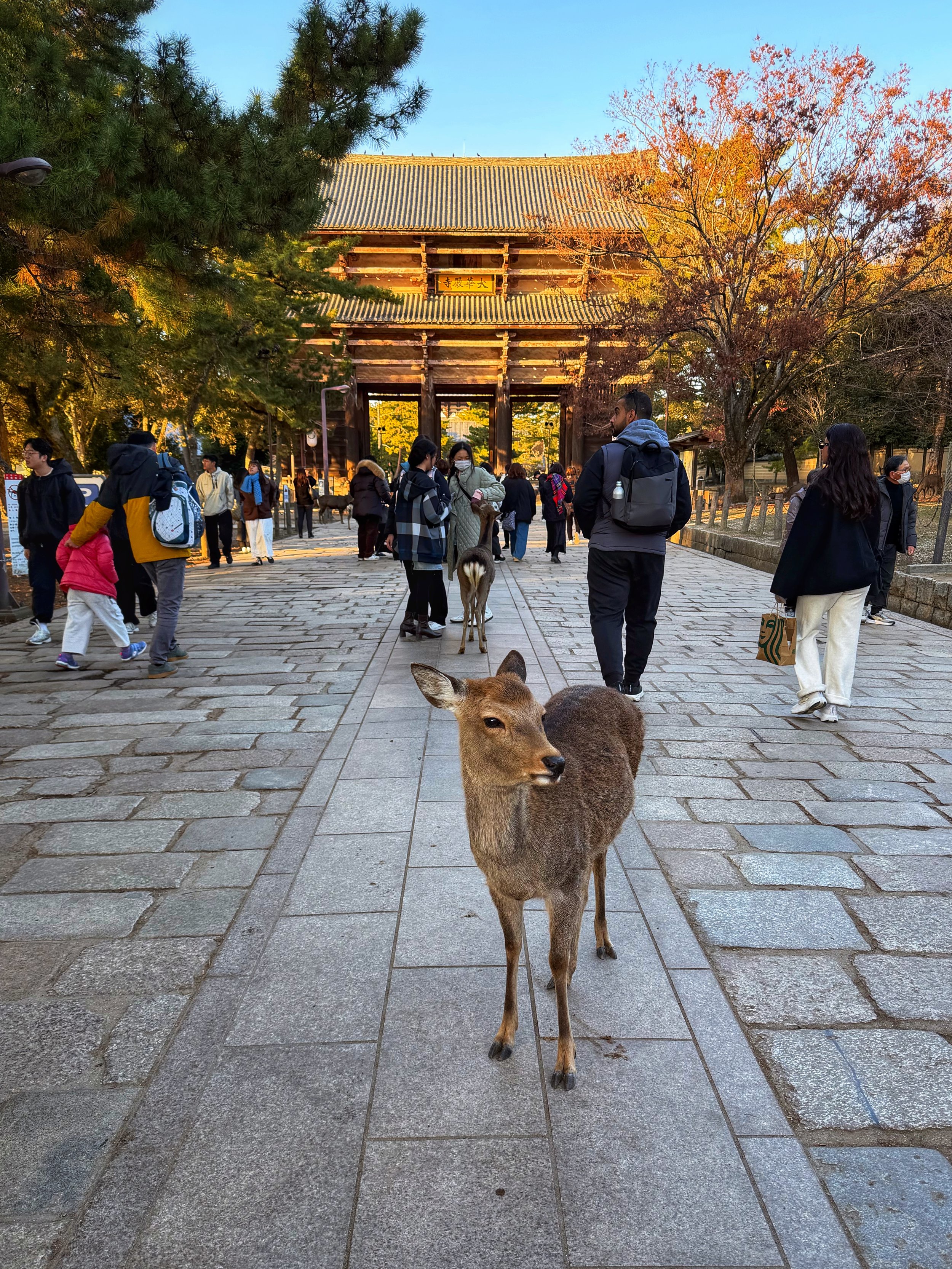 Nara Park