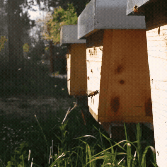 PeytonFrank_Engage25Tuscany_BeeMenu 2.gif