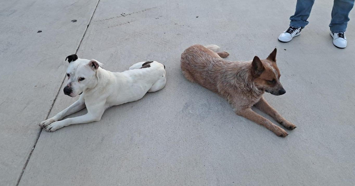 Long story short, these dogs were definitely dumped. They need a new
home and preferably together. They are very well behaved. The female is fixed. The male is not. She has a chip but the previous owner now has dementia. Please spread the word and he