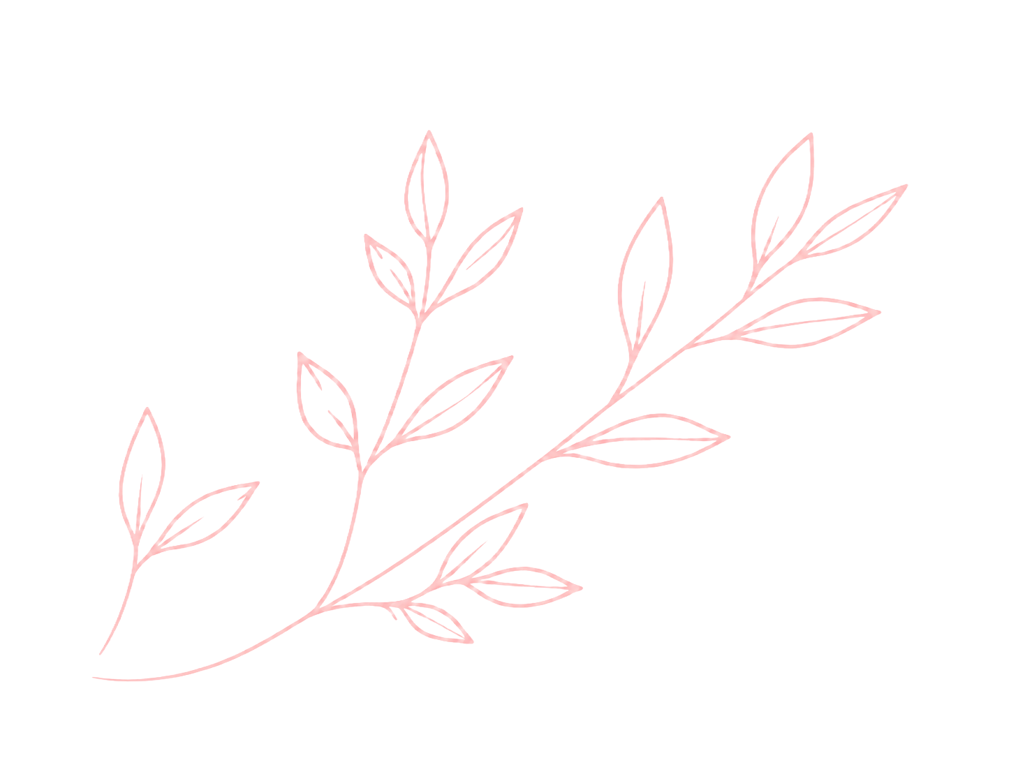 Outline drawing of a pink leafy branch on black background.