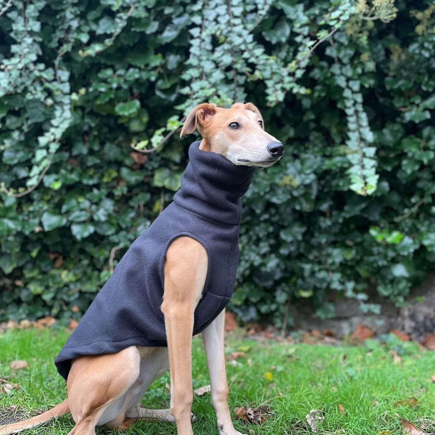 FASHUND Fashion for Hounds
