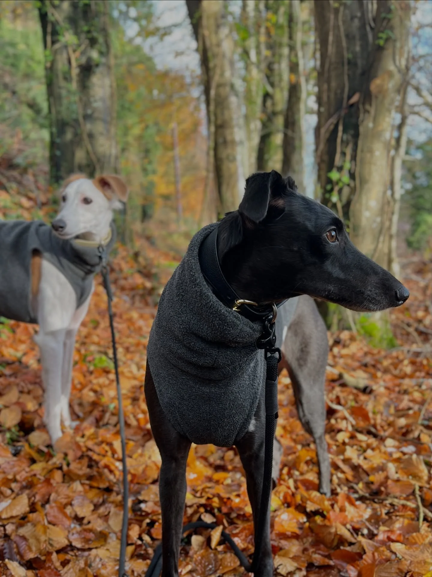 To all the dog moms and their pooches that only wear grey or black because dog dad won&rsquo;t walk them in any other colour, I see you. 

Luckily I love those colours too! Here&rsquo;s a few pictures of Coco and Chai wearing their Fleece in grey.