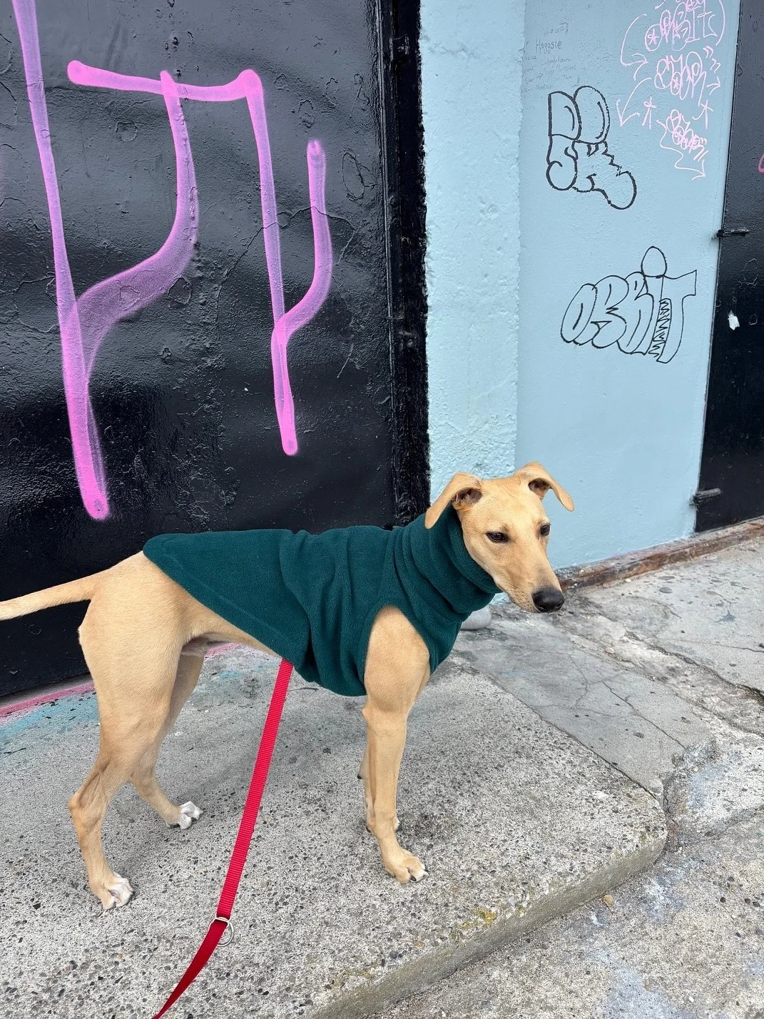 Guess what? It&rsquo;s fleece season 🍂

Your pups out and about wearing Fashund. Keep tagging us on your pictures, we love to see your dogs showing off their coats from us.