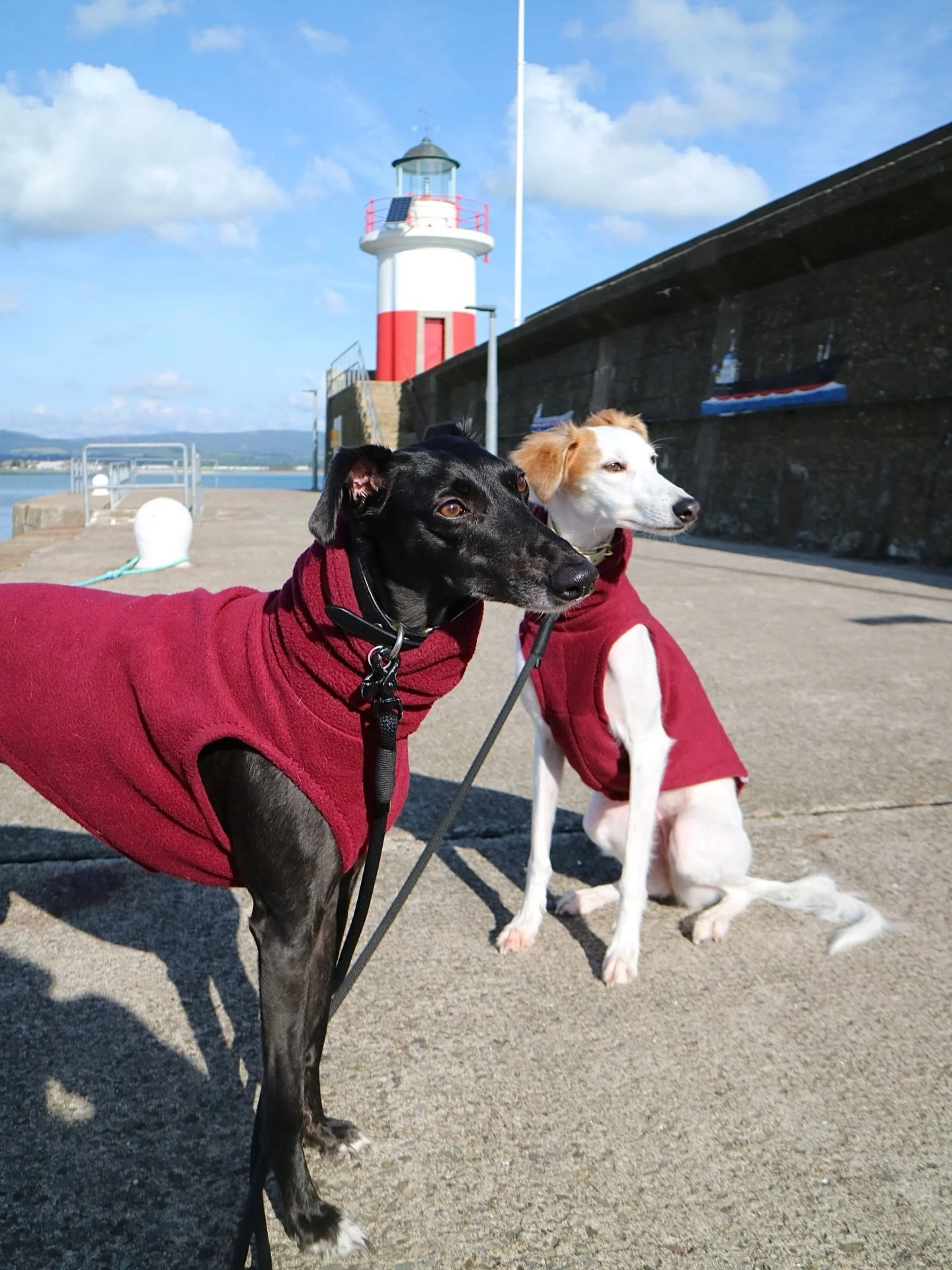 Got a new camera so we head it to one of our favourite places to test it out. The dogs love walking along the lighthouse pier, they enjoy all the smells and I enjoy the views. Mainly I love a cold but sunny day so the girls can wear their fleeces.

I