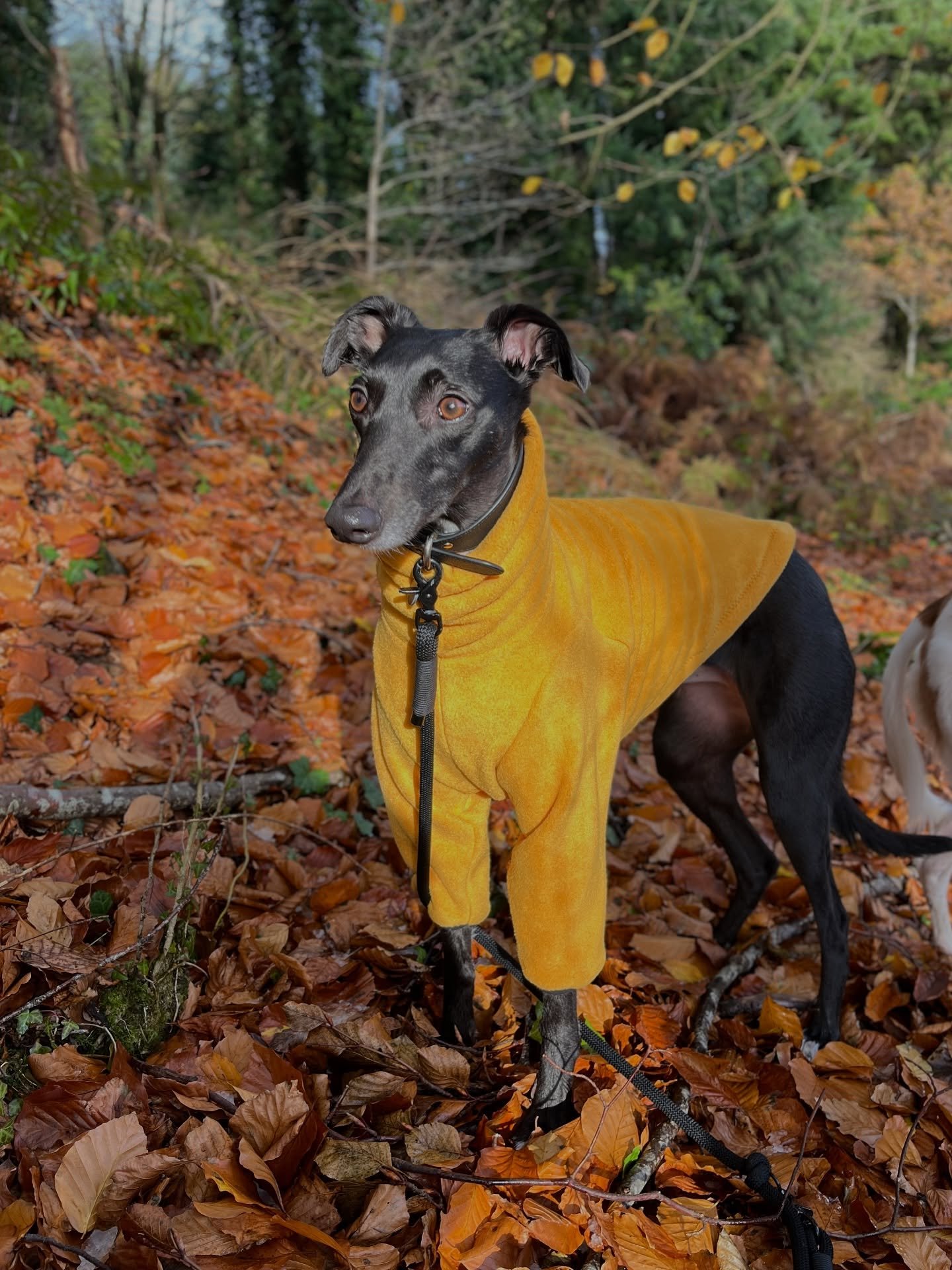 Colours we love to dress our dogs in this time of the year - apart from the very much loved burgundy of course. Ochre, grey, teal, orange and black are beautiful all year around but I can&rsquo;t help myself to think they&rsquo;re perfect for Autumn/