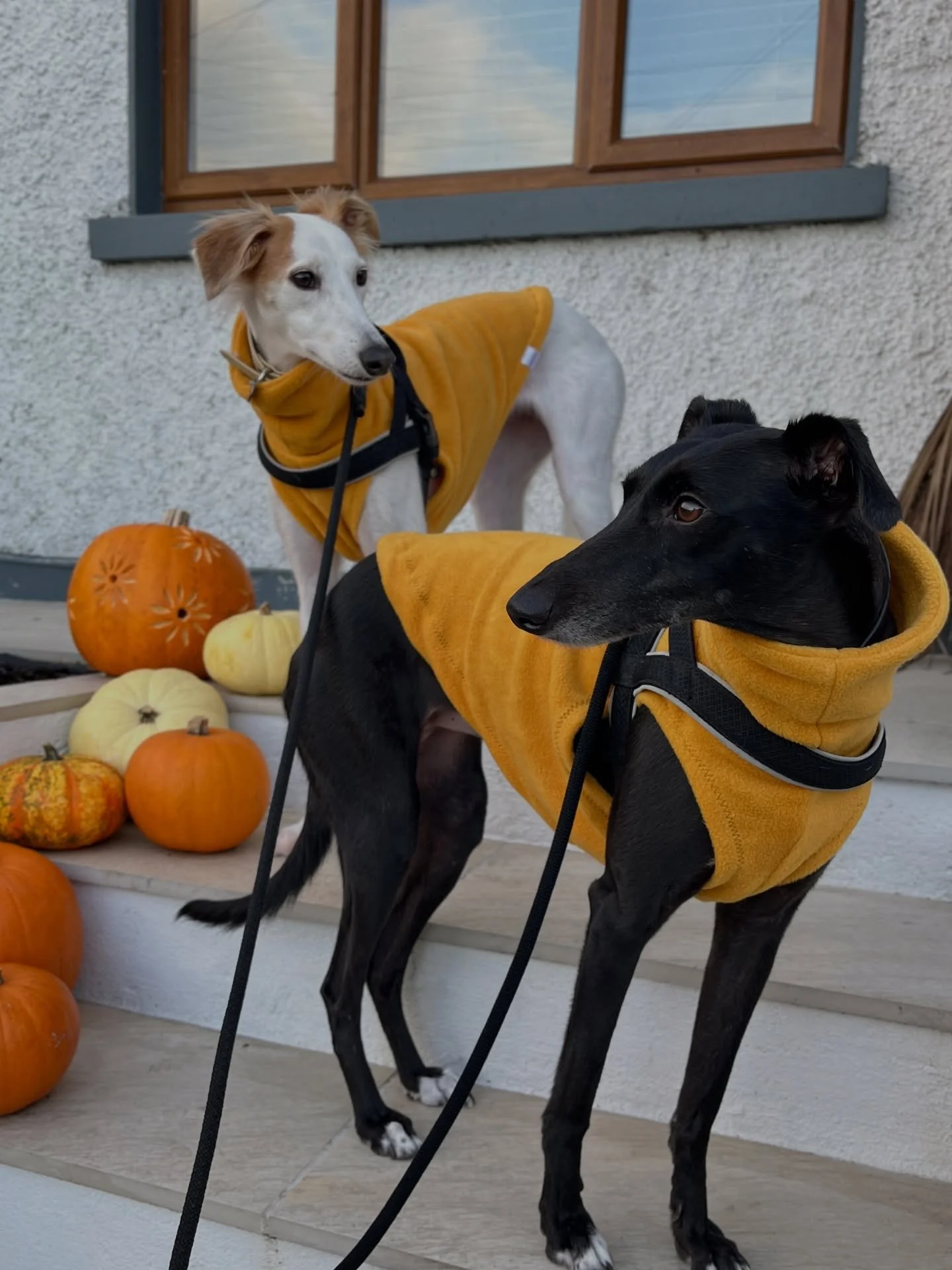 Is it even Autumn if you don&rsquo;t get your dogs to pose with pumpkins? 

Don&rsquo;t forget to tag us if your pooches are bracing the cold weather in their coats and fleeces from us, nothing making me happier than seeing them looking beautiful in 