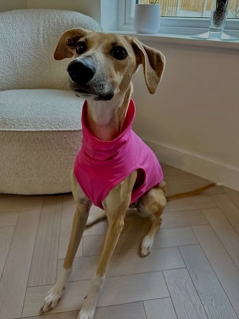 On Wednesdays we wear pink! 🩷

How beautiful is Aurora in her Cotton Tee?