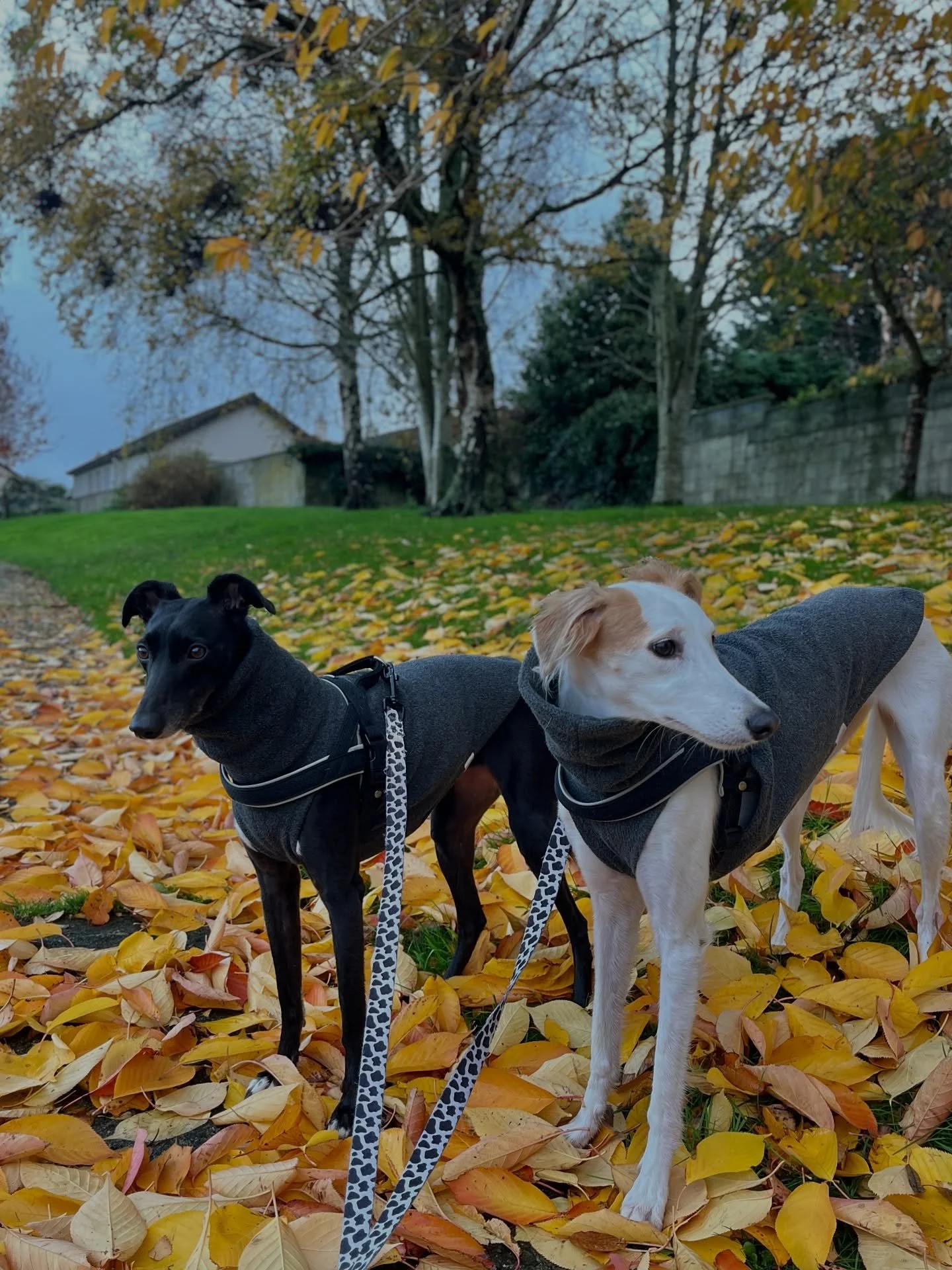 Just a reminder that any dog walk can become an Autumn photoshoot when is this pretty outside.

Coco and Chai wear their fleeces in Dark grey. Coco (black) wears size Whippet M and Chai (white) size Whippet L.

🧡🍂🍁
