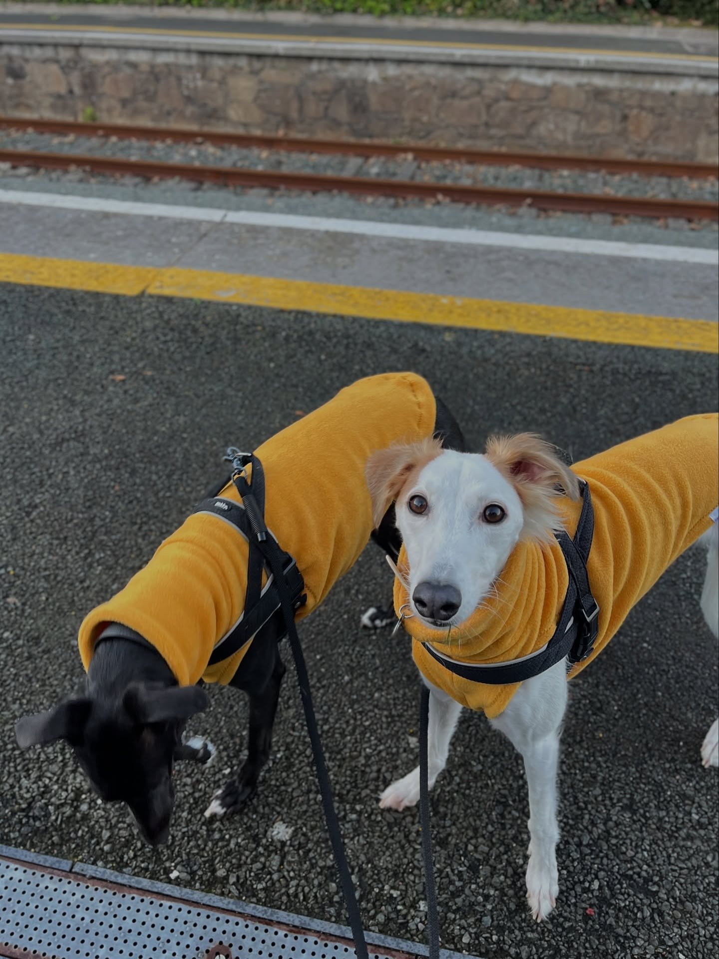 Throwback to when we went to wait for Dog Dad at the train station &mdash; and ended up matching with the place! Too bad they don&rsquo;t allow dogs on the trains (time to change that, right?).

We&rsquo;re having an Ochre moment lately. I think the 