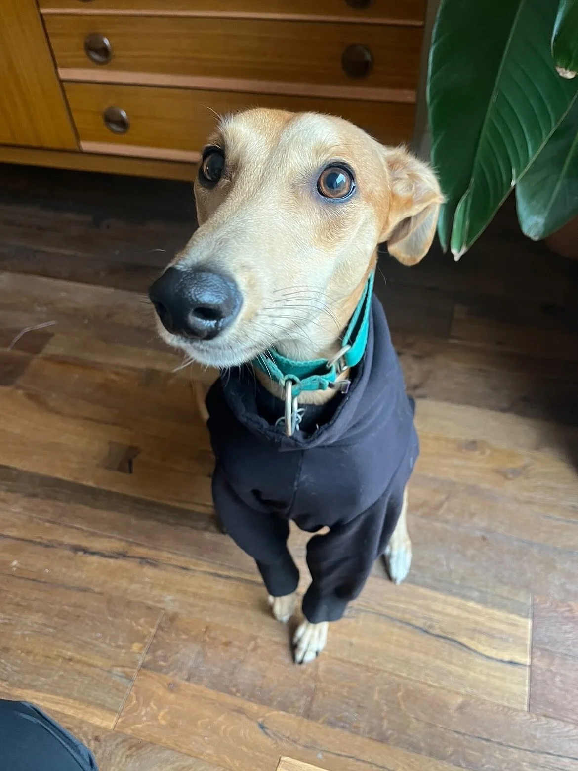 Serving looks, wagging tails, and stealing hearts &mdash; Nothing beats getting pictures of your beautiful pups wearing Fashund.

(I just couldn&rsquo;t leave out our non-Sighthound model, Ru, in her trench coat).