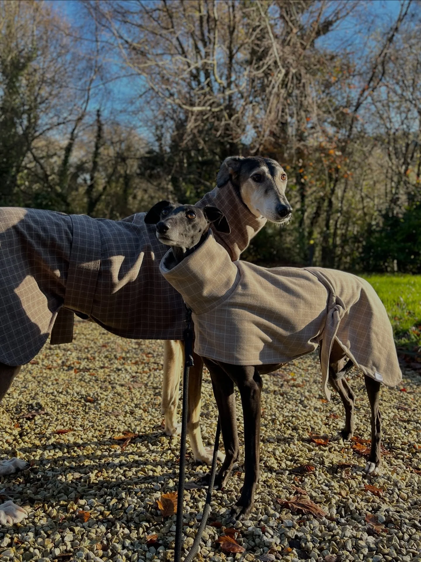 Big boy, small gal, matching in their coats. 

Had the chance to shoot Barney and Poppy wearing Fashund and I can&rsquo;t stop looking at their pictures. These two are friends that go for walks together all the time. Barney is clearly obsessed with P
