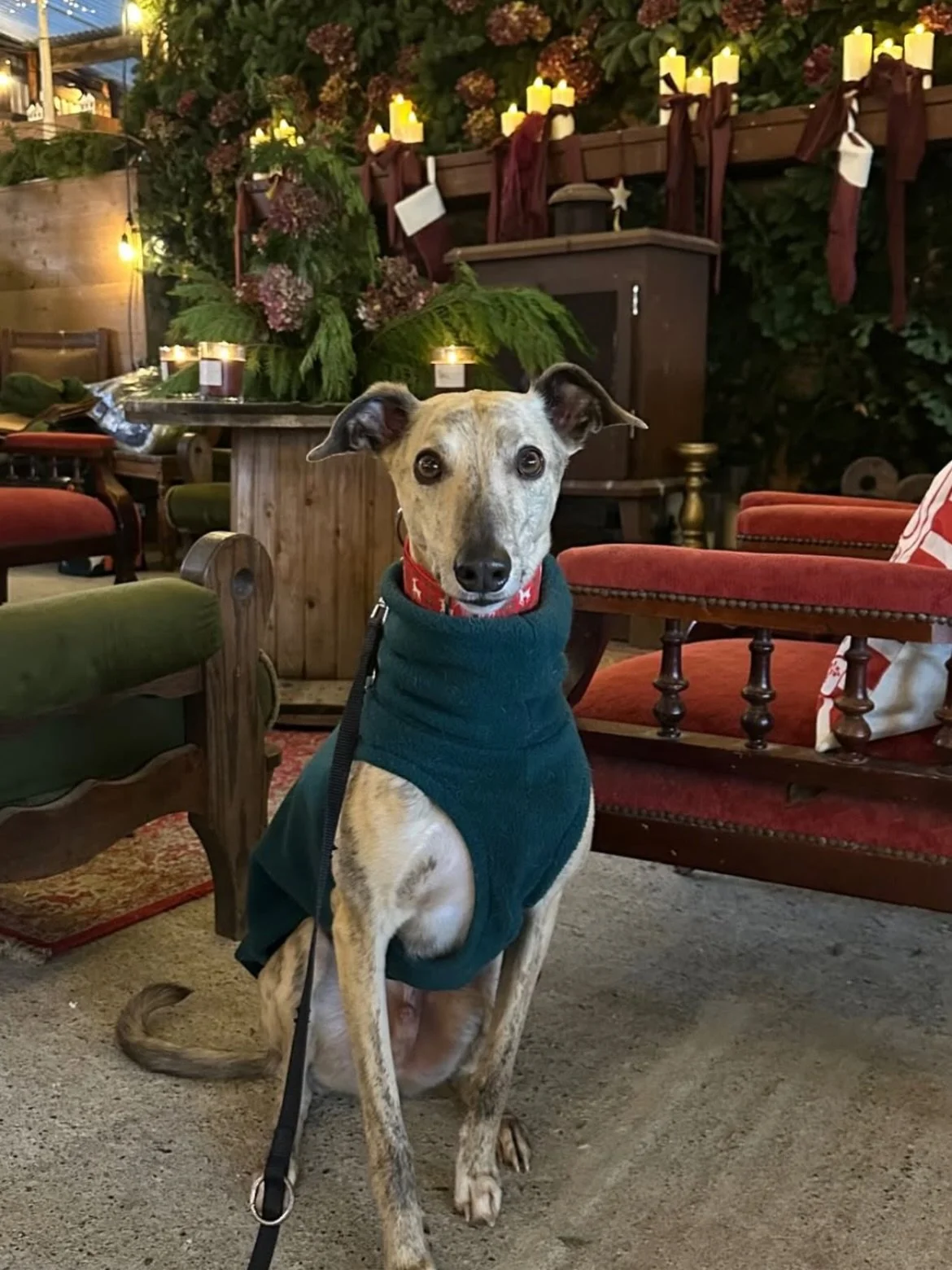 Happy December 1st! 🎄

Thank you for all the beautiful pictures of your pups wearing their Fashund coats and fleeces.

Busy week ahead prepping for this Sunday Christmas market at Mountain View + working on your online orders. I will be sharing what