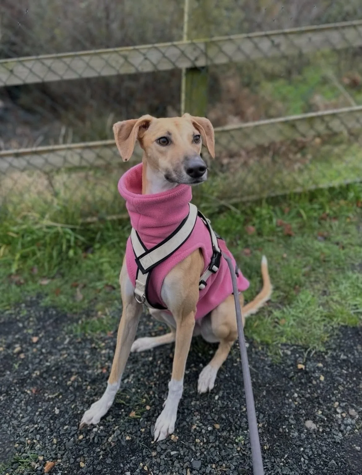 &ldquo;On Wednesday we wear pink&rdquo; - Aurora, Lola, Coco, Chai, Ru and Gr&aacute; definitely understood the assignment. 

Don&rsquo;t you love a girl dog dressed in pink?