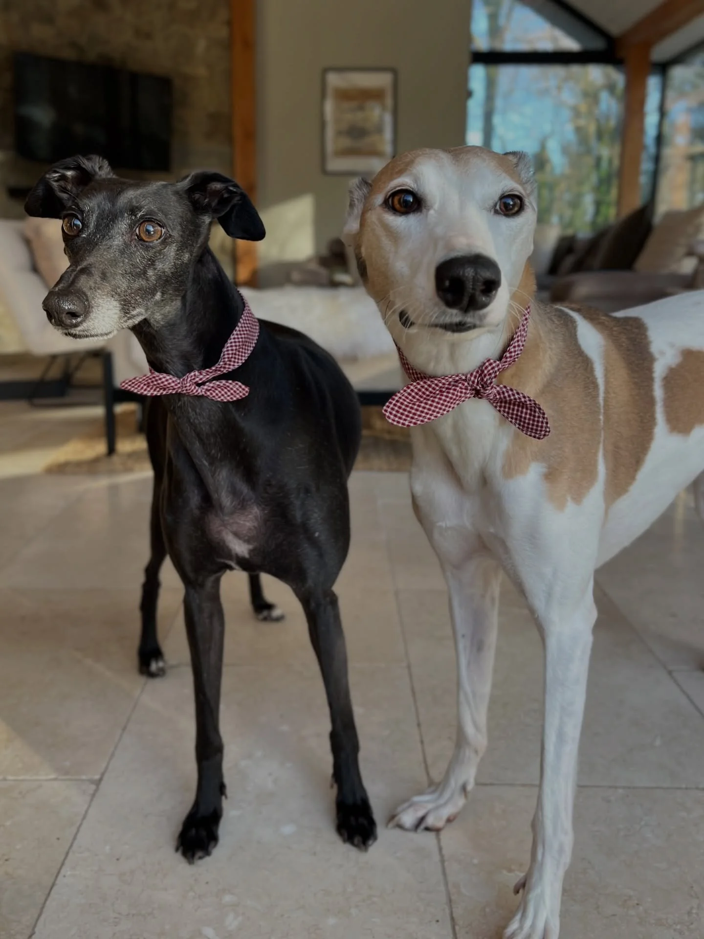 These two know how to pose! 

Poppy and Bluebell looking so pretty wearing their Neckerchiefs from us. The two new colours, burgundy and navy, are available to shop on our website and there&rsquo;s still time to get them before Christmas! 

Poppy (le