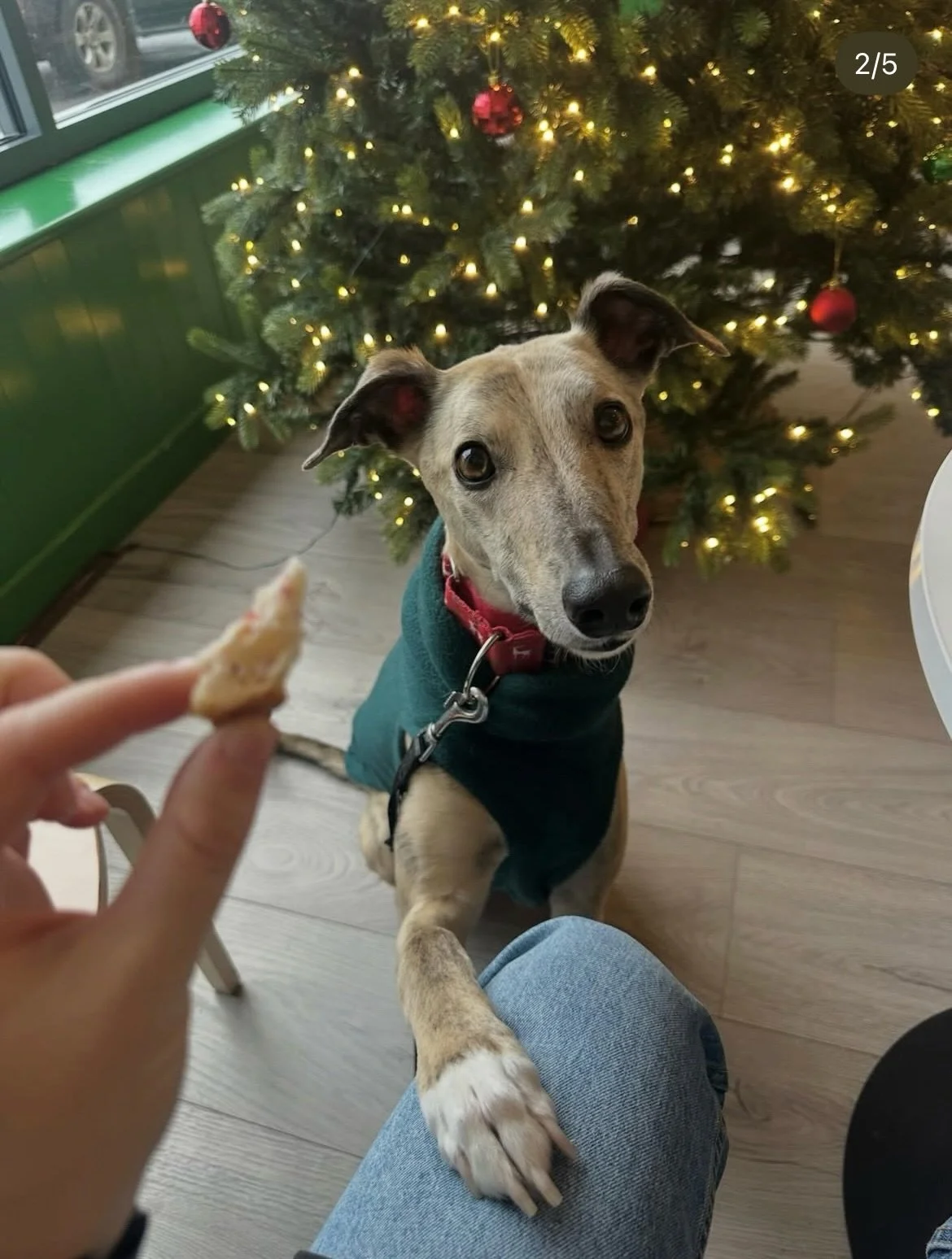 Thank you for sending me beautiful pictures of your pups wearing Fashund and making my Christmas even more special. 

🤍