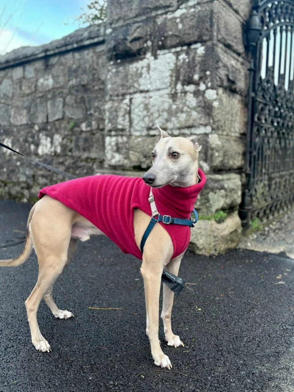 What a better way to start the year than with a new fit! Bear looking incredibly handsome in his burgundy fleece.

Hope you all had a lovely start of 2026. We&rsquo;ve been taking it easy, catching up with orders and trying to survive the post-Christ