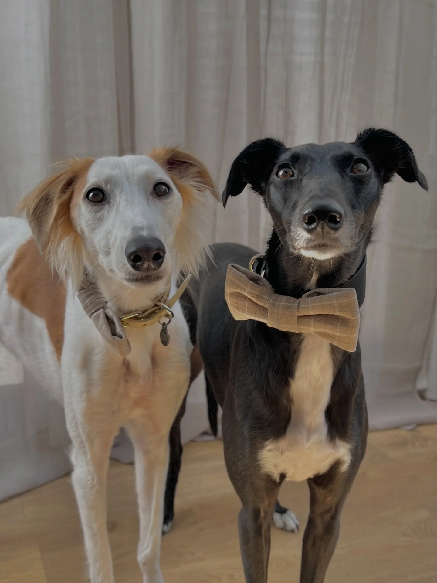 Last day to enjoy 20% off on our website!

Now the discount is automatically applied at checkout, no code needed.

Thank you everyone who celebrated Coco&rsquo;s Gotcha Day and shopped with us last month. Special thank you to you that ordered one of 