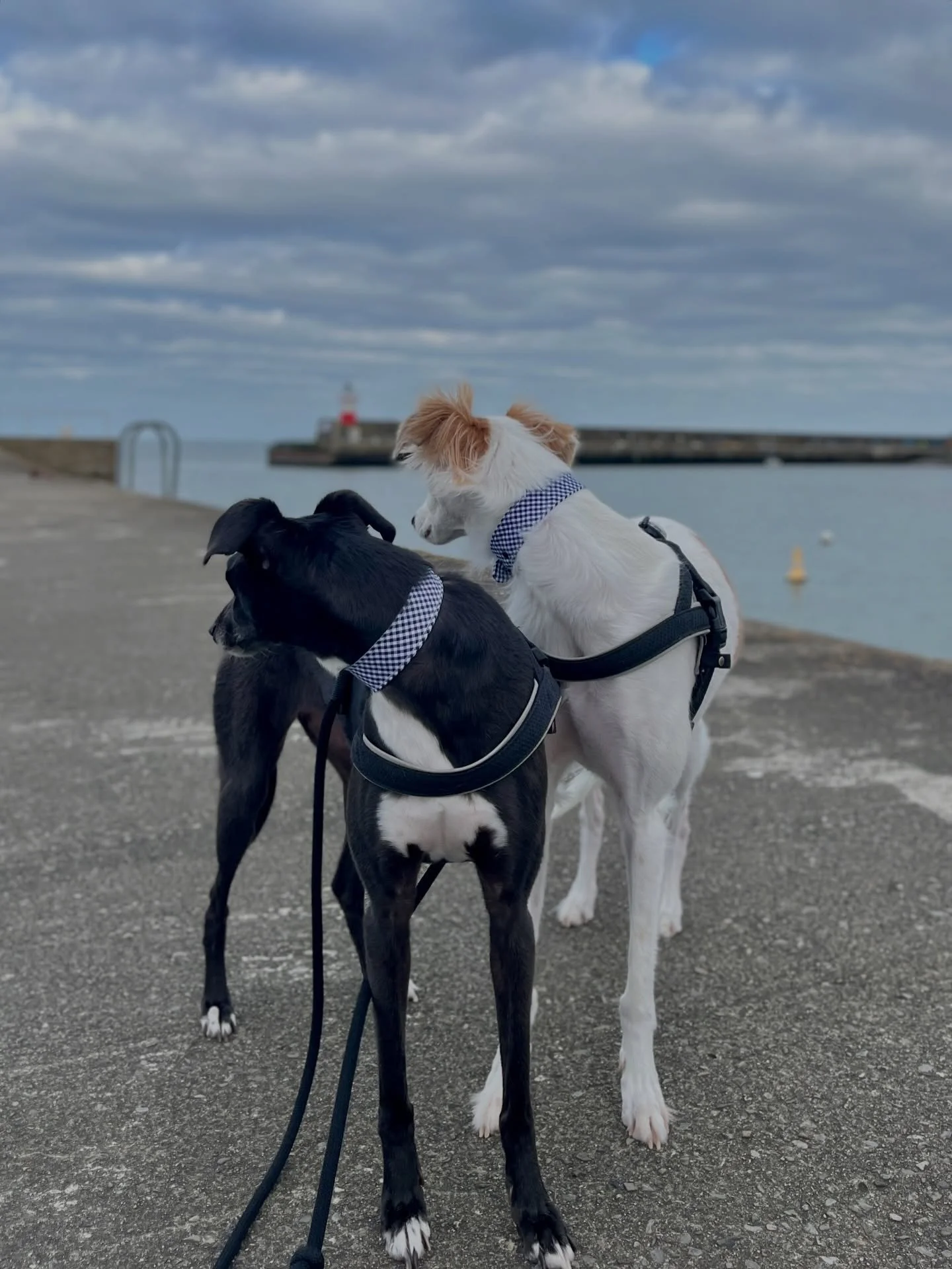Summer is that you?

Just two girlies enjoying some pretty decent weather for the beginning of spring in Ireland. No fleeces, no coats but always an accessory, they&rsquo;re fashionistas after all. 

and no April fools jokes here, Coco and Chai maste