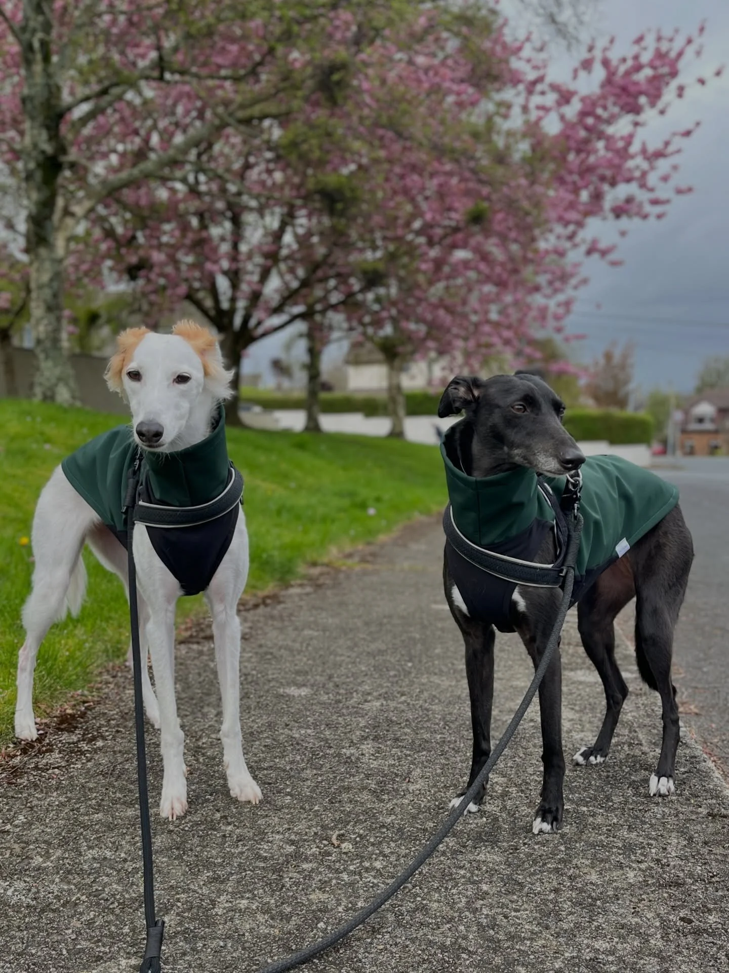 I guess we can&rsquo;t put away the raincoat just yet! Can we ever when we live in Ireland? One good thing of today&rsquo;s weather is that the dogs had the perfect reason to show off their new wardrobe piece. 

Coco and Chai were in need of a new ra