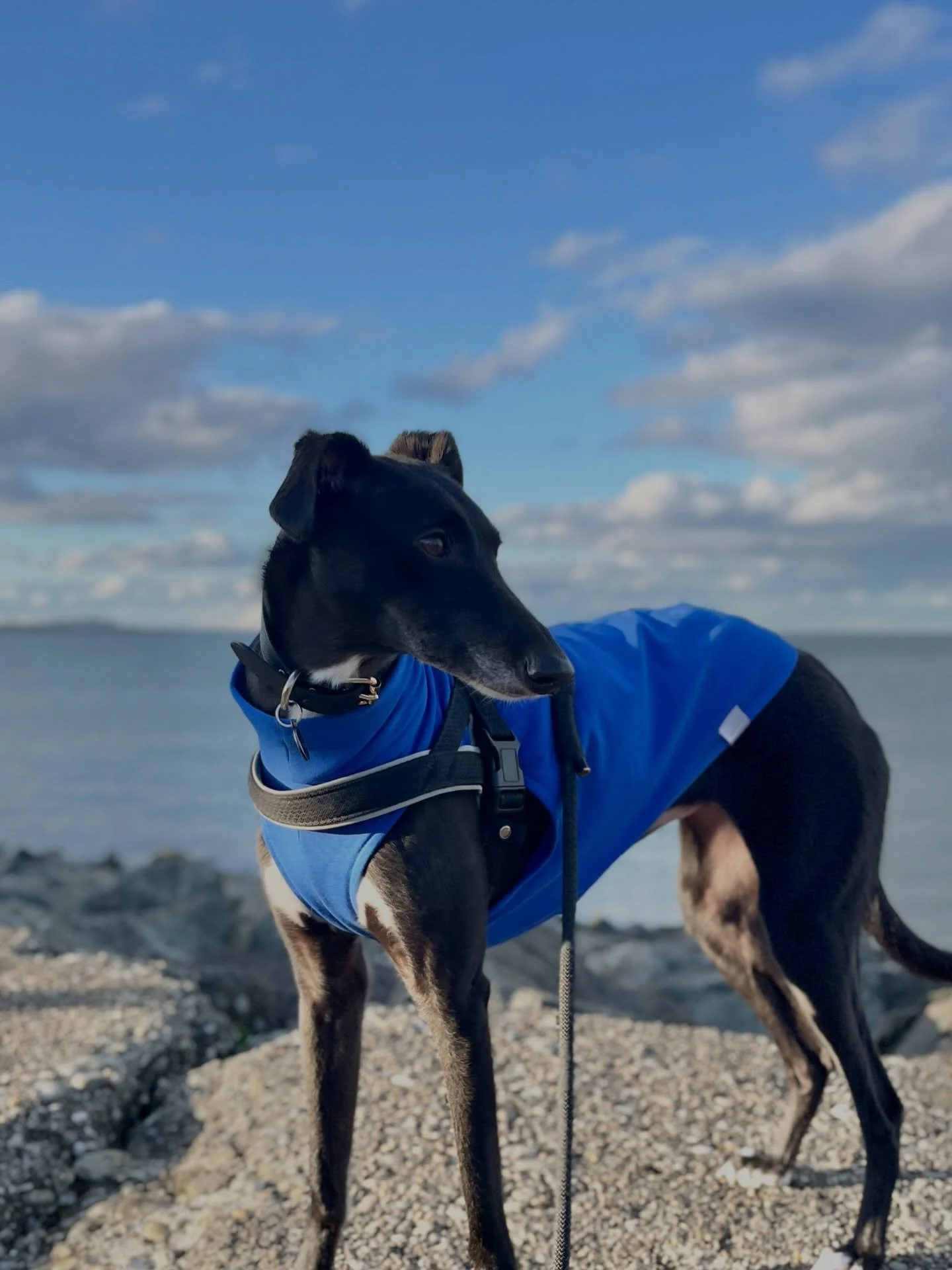 Windy strolls by the sea with my favourite gal. 

If you live on a coastal town like us you know it can be chilly even on a sunny day. Like many Whippets Coco is happier when she has something to protect her from the wind and cold. If you&rsquo;re lo