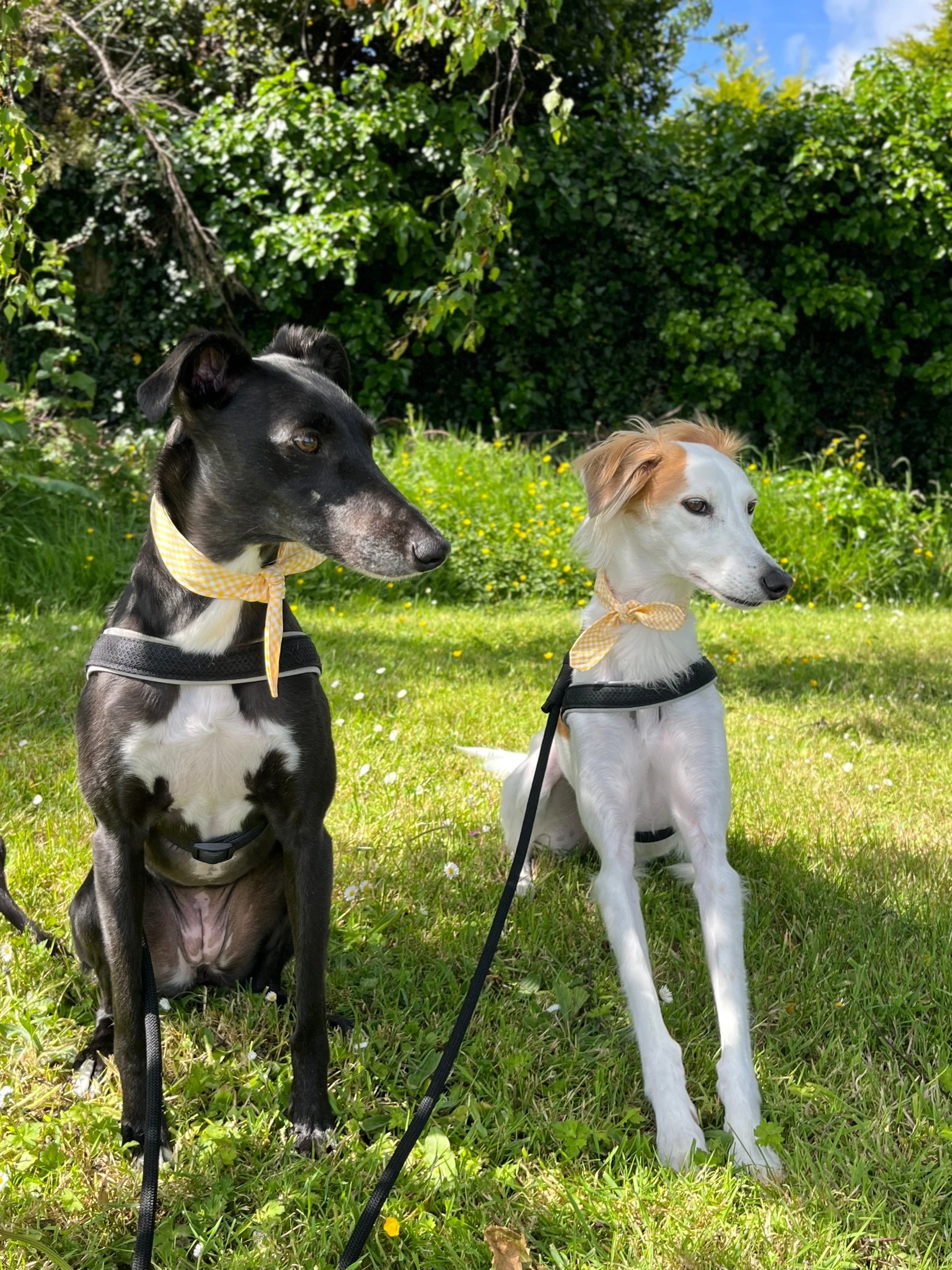 Summer Neckerchief