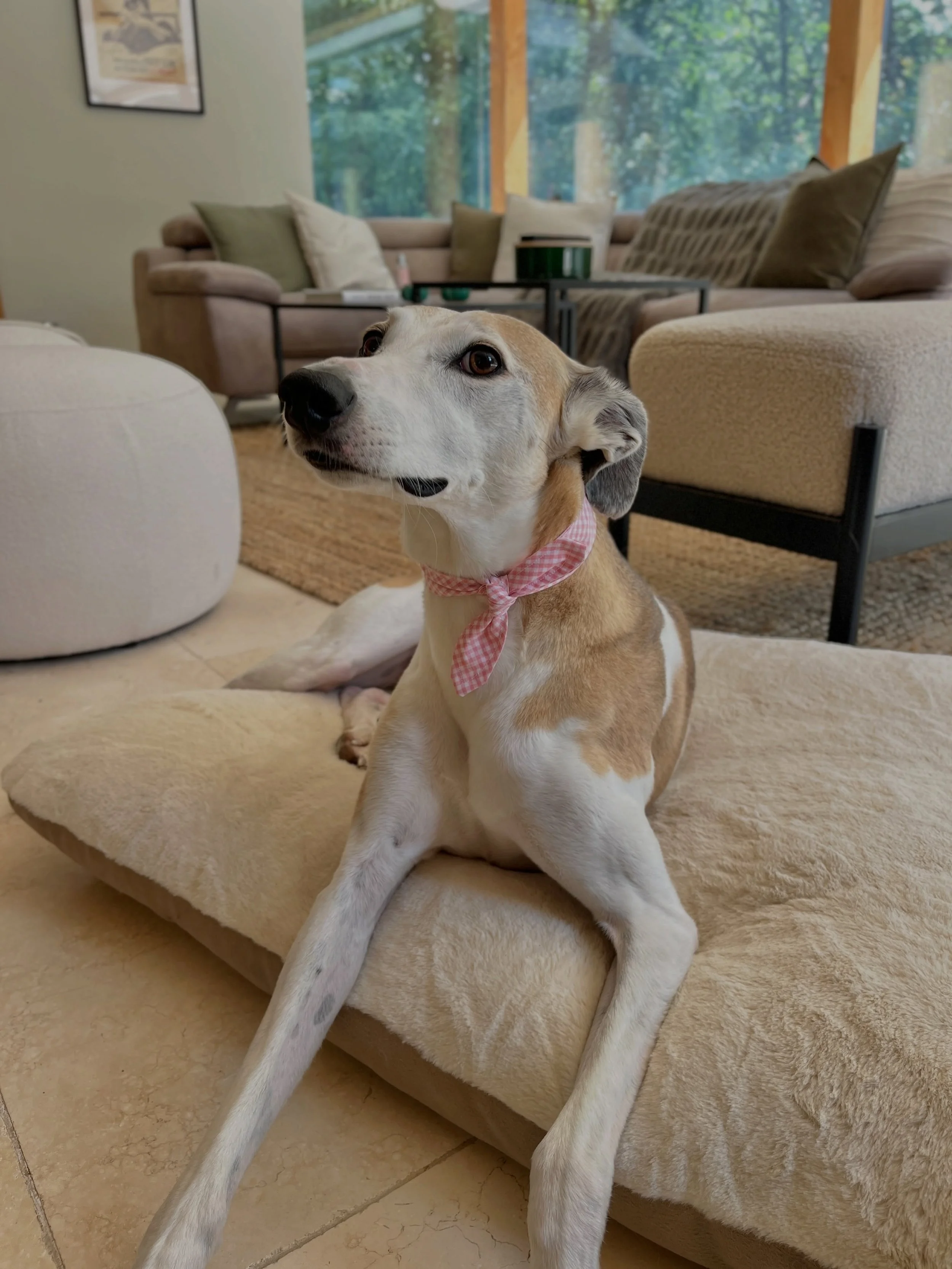 We&rsquo;re in love with Bluebell showing off her posing skills! 

Here she&rsquo;s wearing her summer neckerchief in Pink Lemonade colour, size Medium.