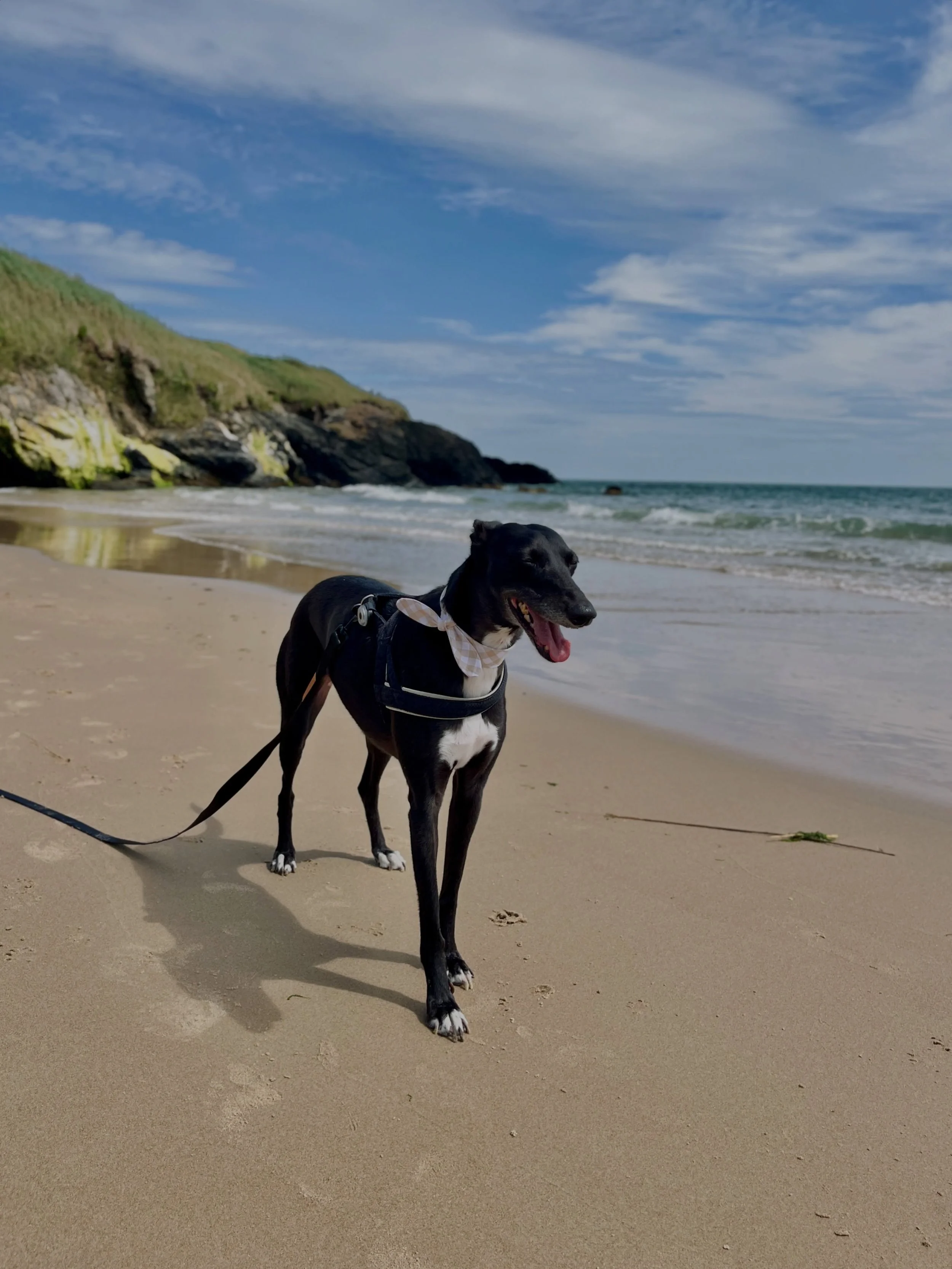 Beach strolls with my favourites 🐶🩵🫶🏼
