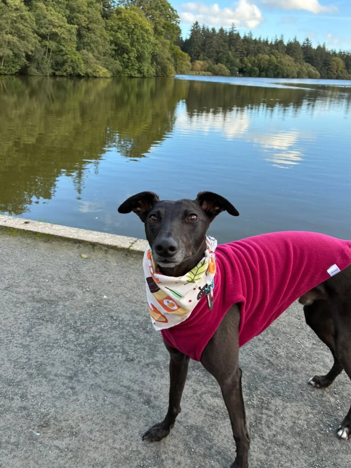 Zag showing he&rsquo;s ready for winter. Wearing his burgundy fleece and we were told he got lots of compliments on his walk. 

Looking so good!