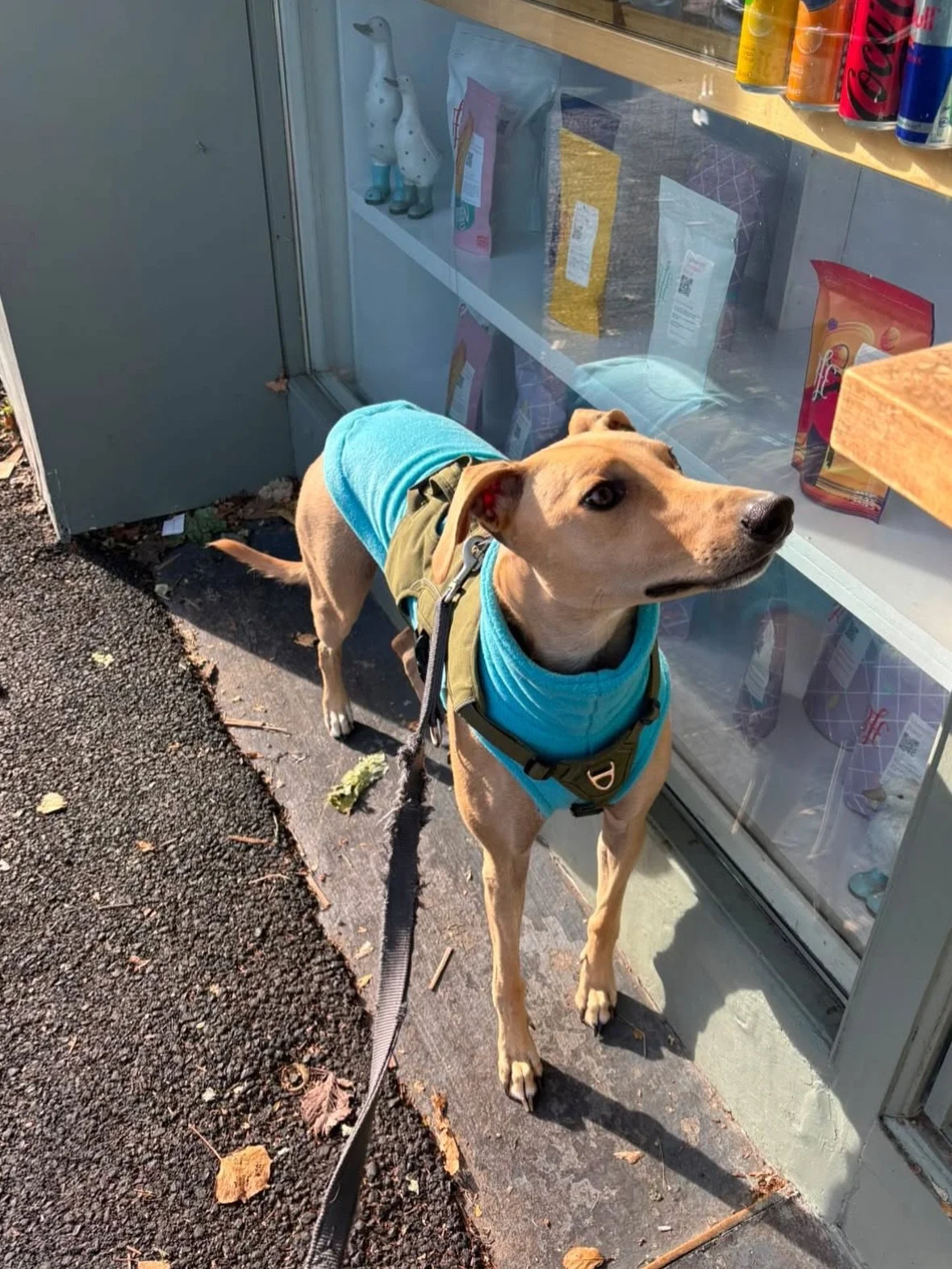 Frank serving looks in his turquoise fleece. Gorgeous! 

If you have pictures of your dog wearing their Fashund don&rsquo;t forget to send or tag us to be featured here. 

🫶🏼🩵