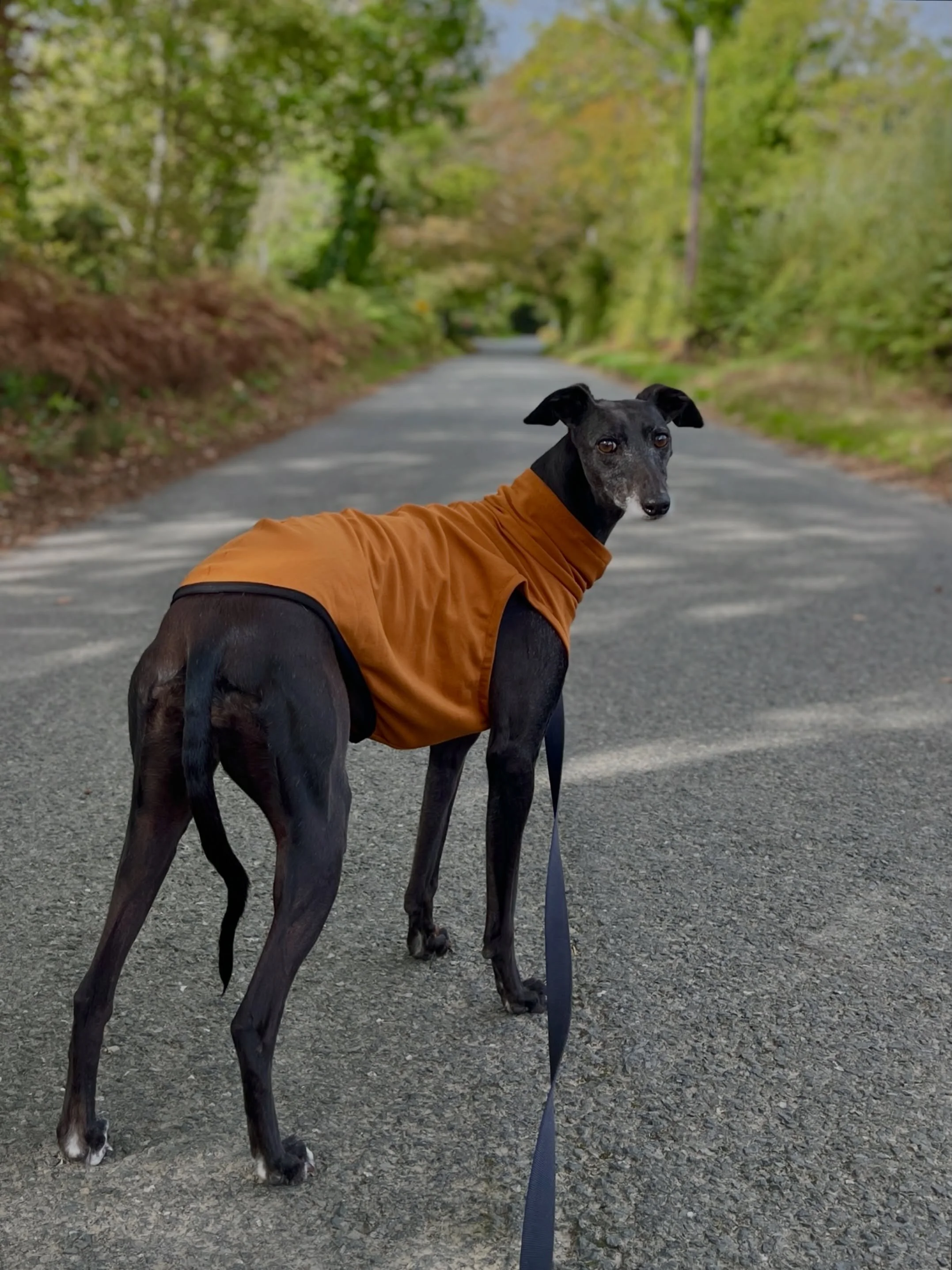 Anyone fancy a caramel latte? 

Told you the new colours for our Dog Tee were perfect for autumn/winter. You can pick between Caramel, Navy, Teal, Red and Black.

Poppy wears size Whippet L in caramel (who here though that was Coco? They&rsquo;re twi