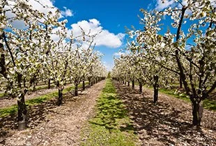 Trees for productivity: Adopting an agroforestry approach