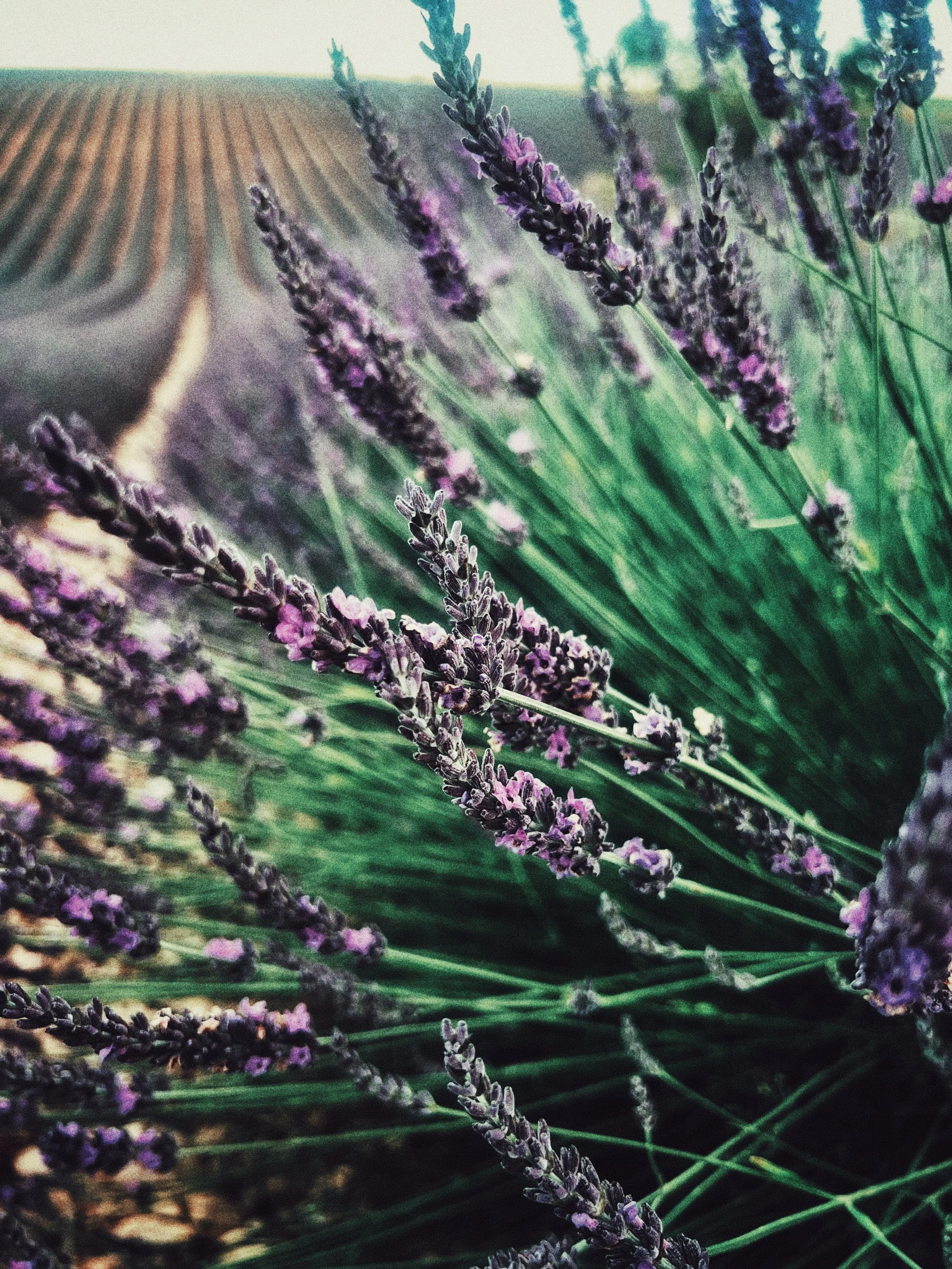 Lavender flowers in a lush green field of lavender plants.