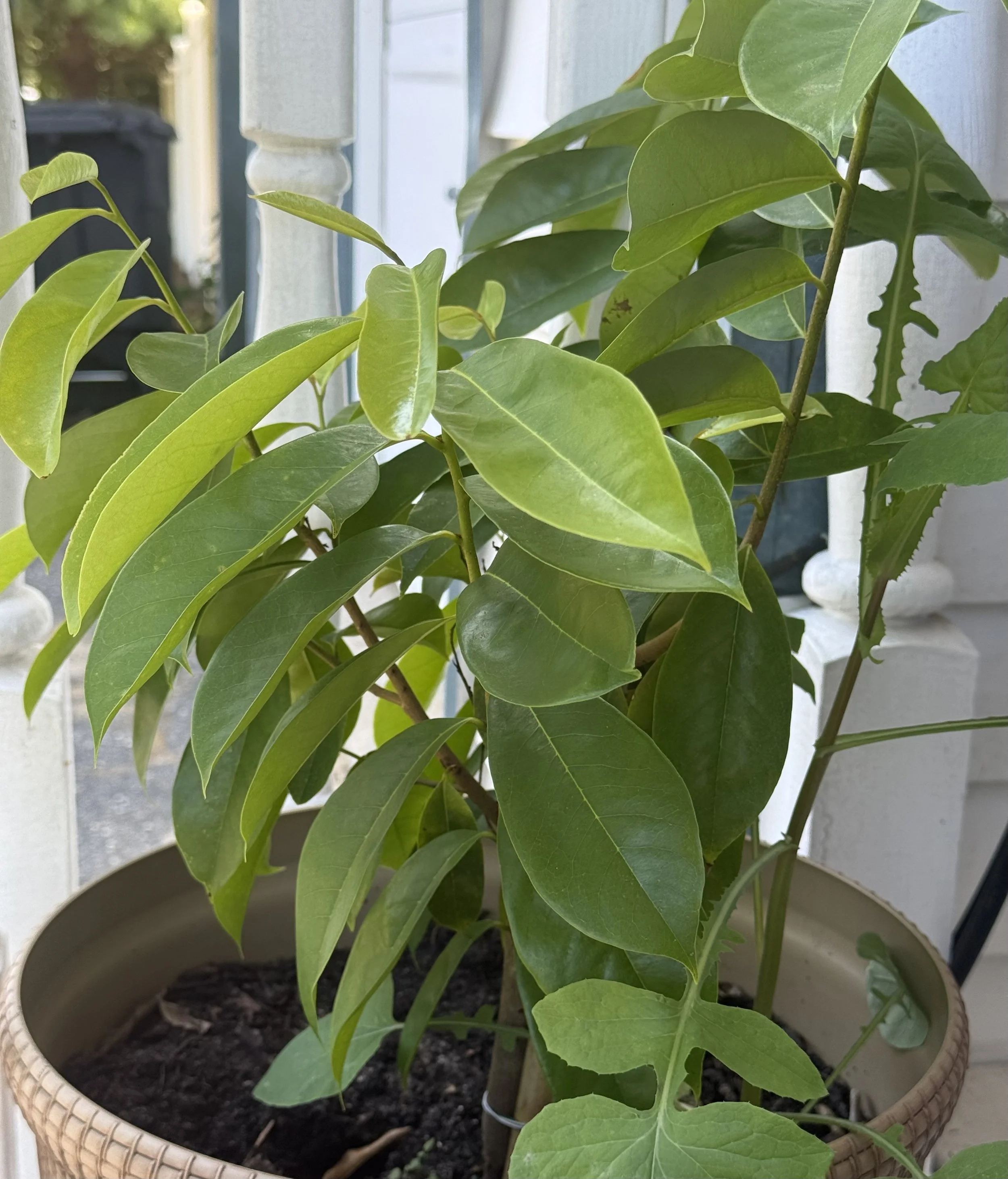 Bring Soursop to Your Garden!