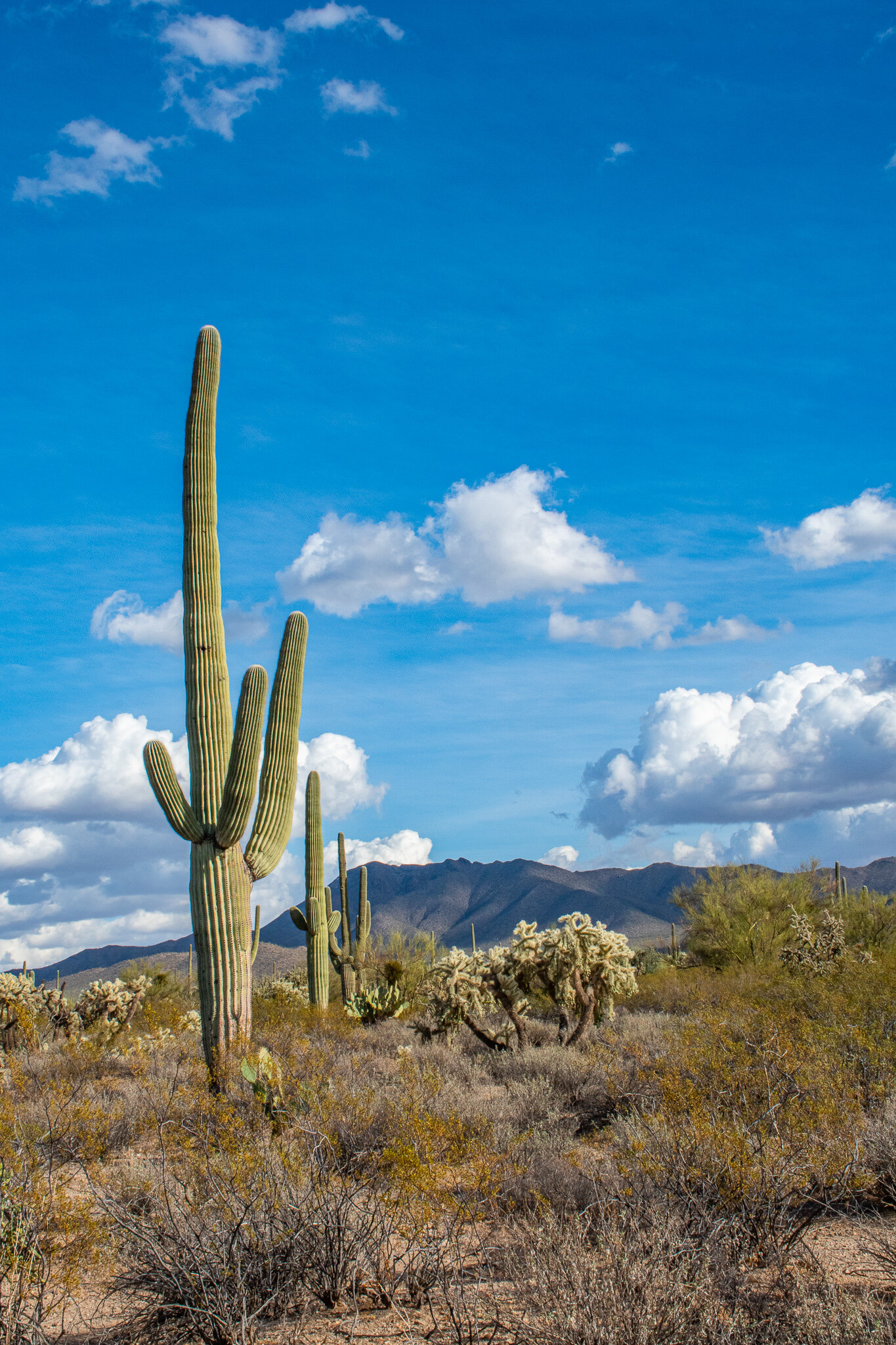 Tucson, AZ | All the places to see and things to do — Celebrate & Explore