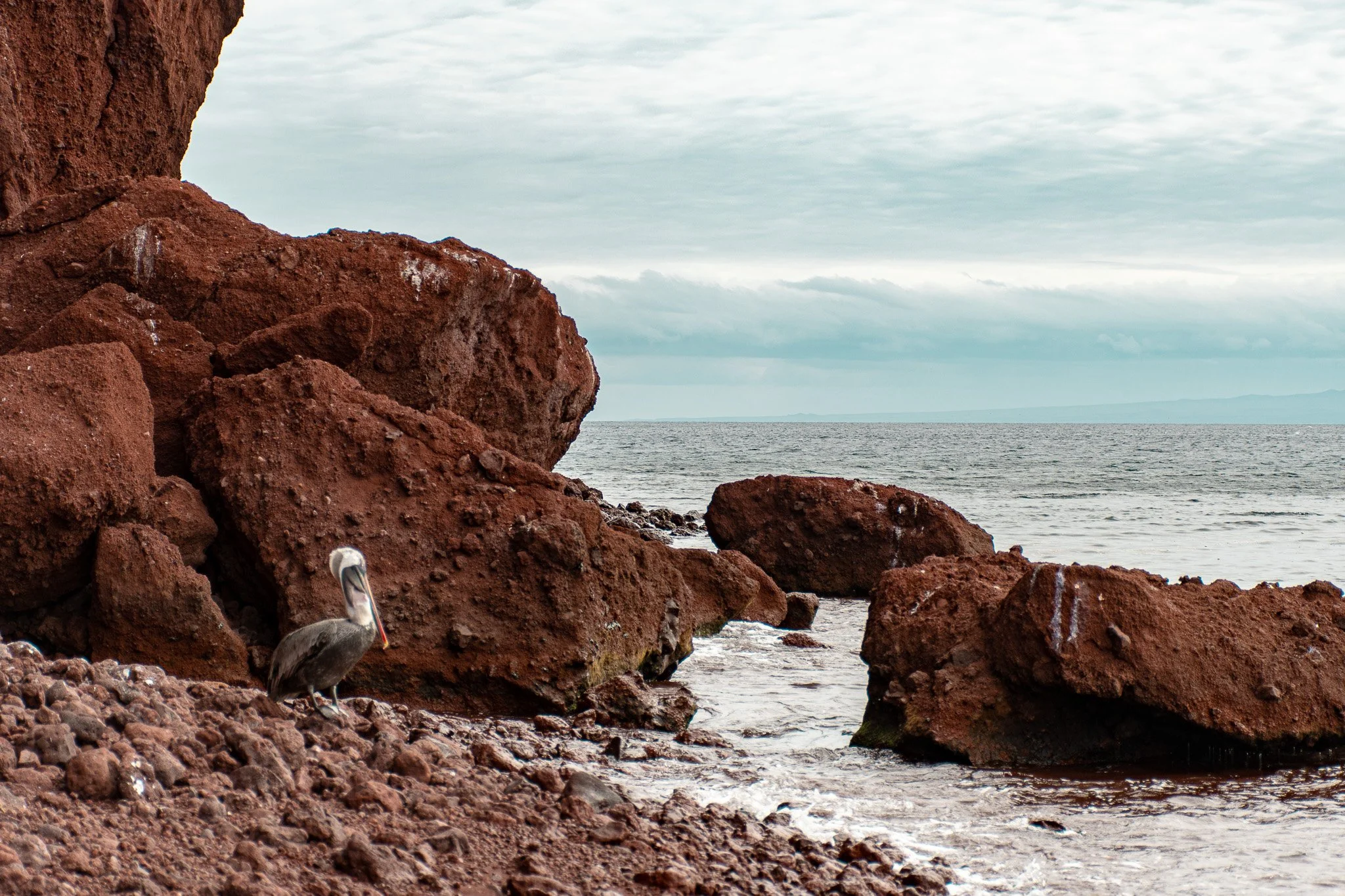 Galápagos Islands Itinerary: How to Plan the Perfect Trip (Cruise vs Land Guide)