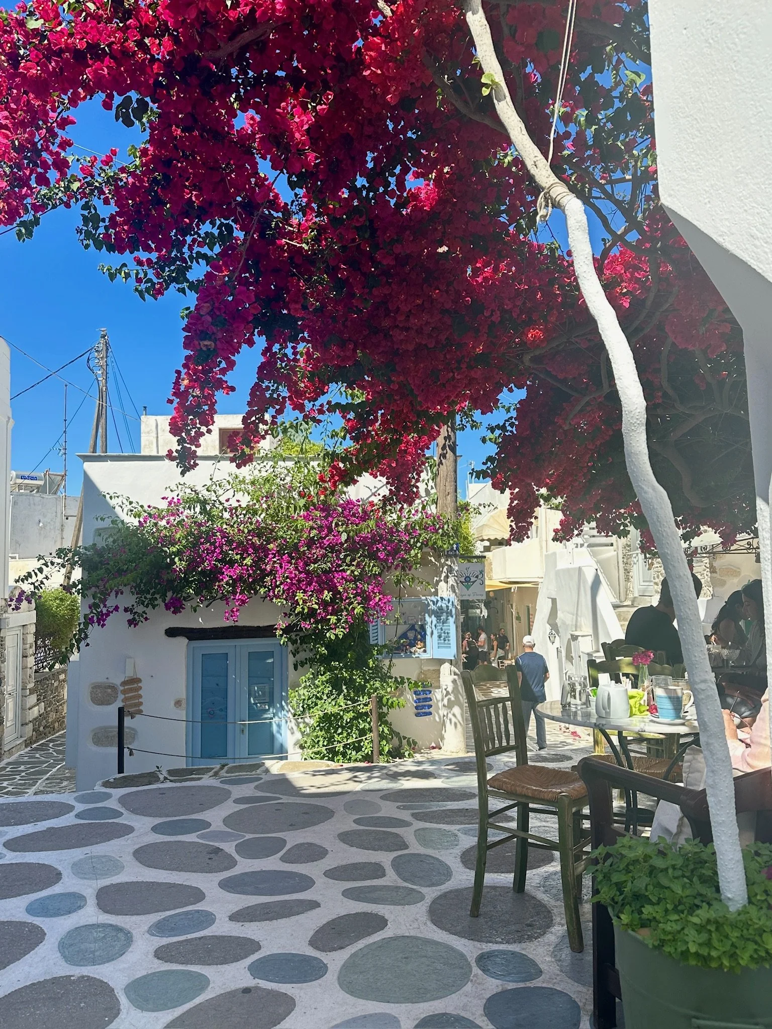 Pink flowered tree over a whitewashed building with blue shutters in Paros