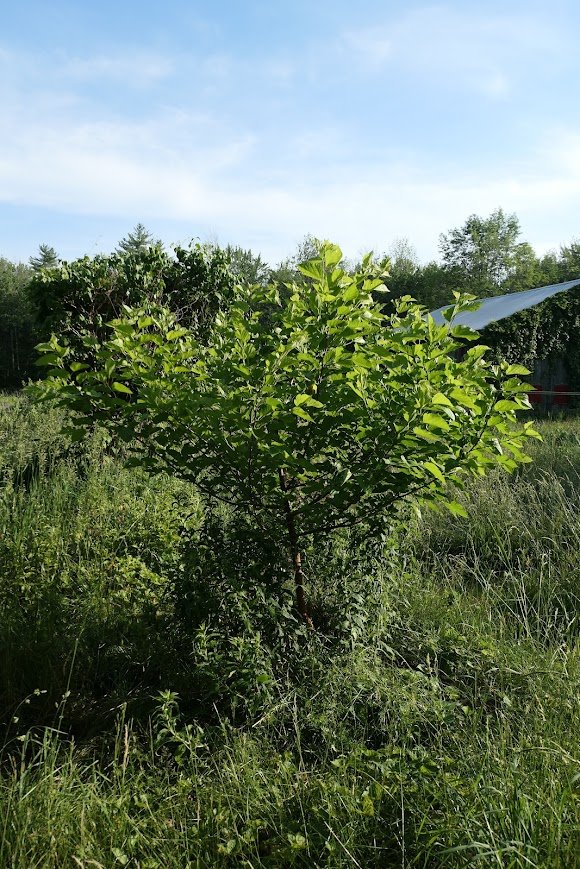 P1050012.jpg