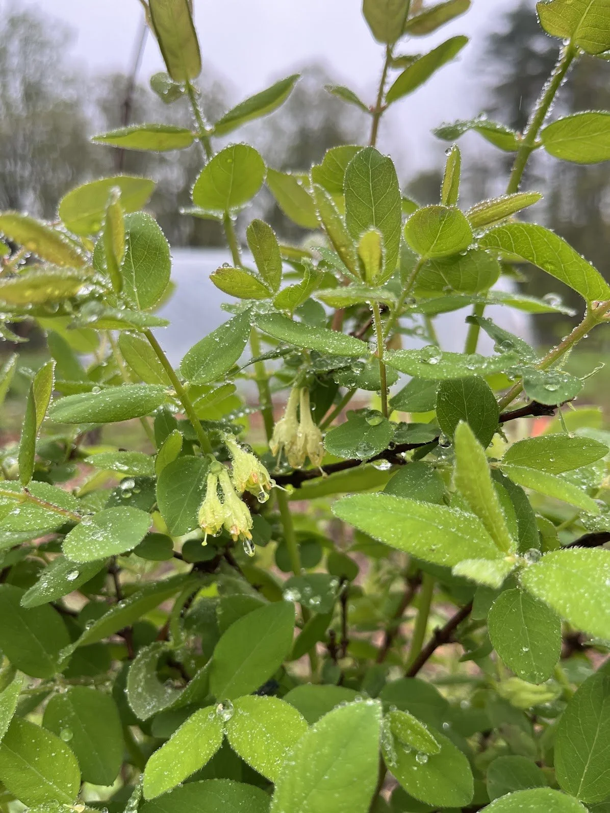 honeyberry3.JPG