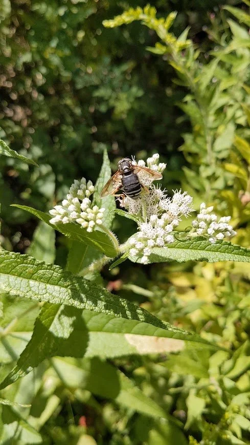 Boneset Seeds & Bare Root Plant  Whaleback Nursery
