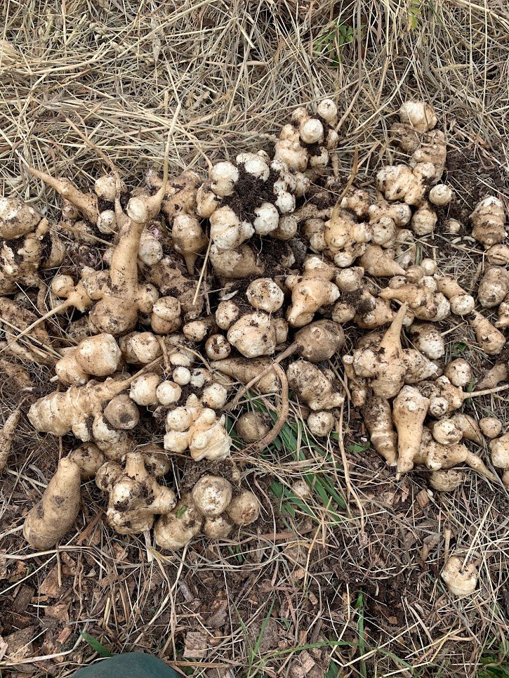 a large group of sunchokes