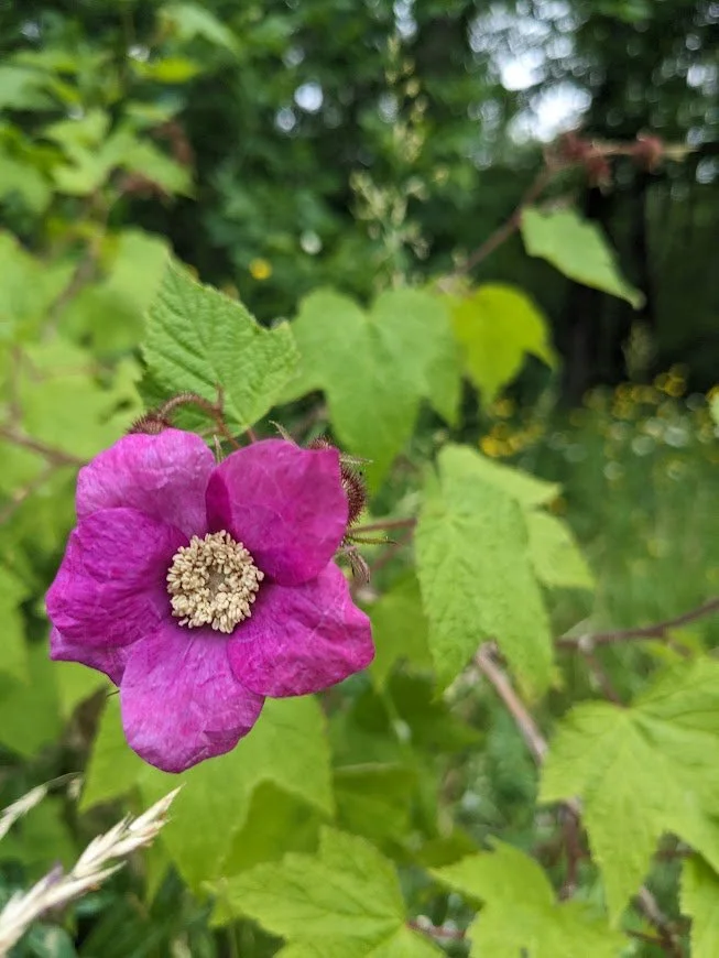 Flowering Raspberry  Whaleback Nursery